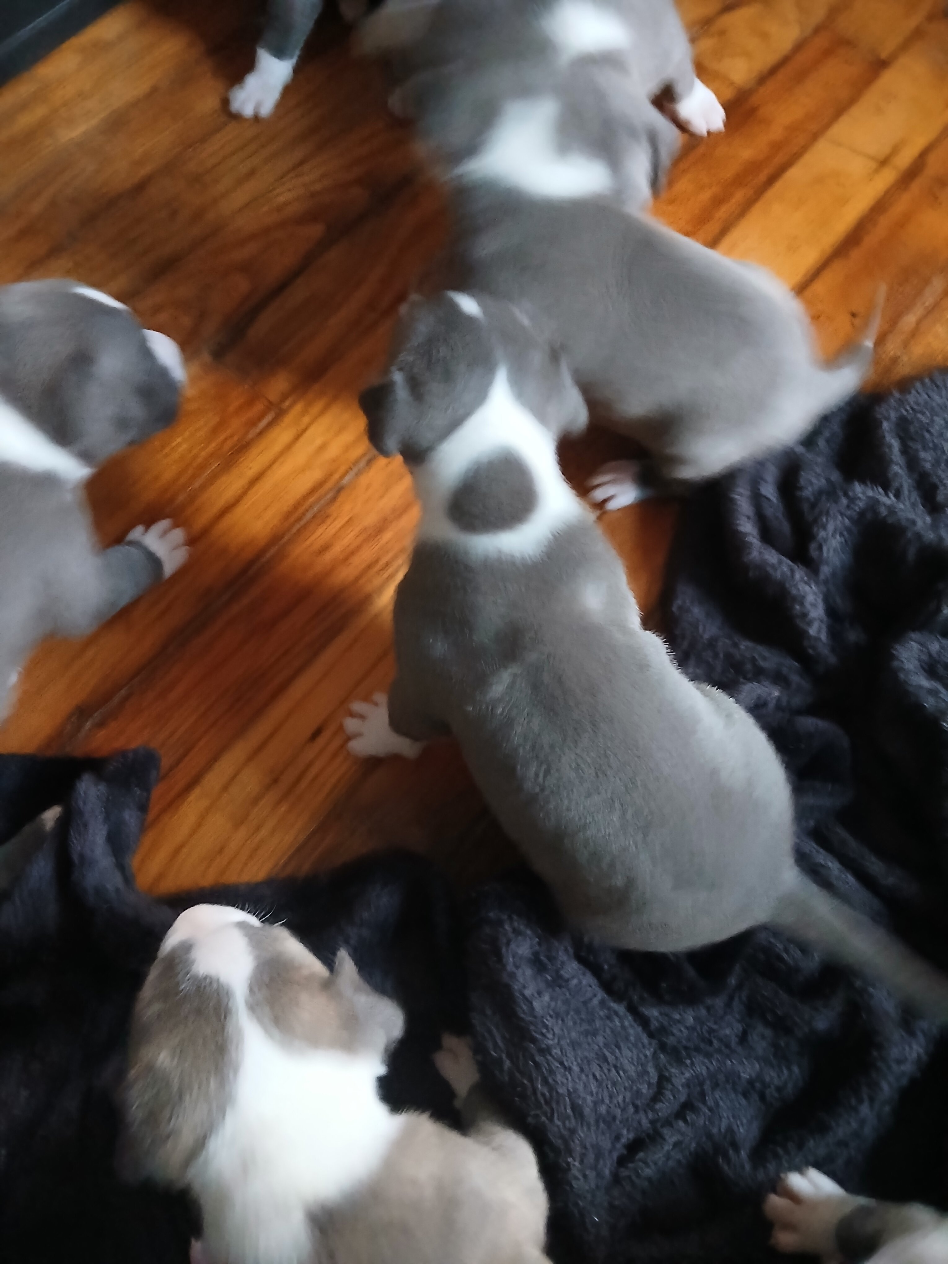 bully terrier image 5