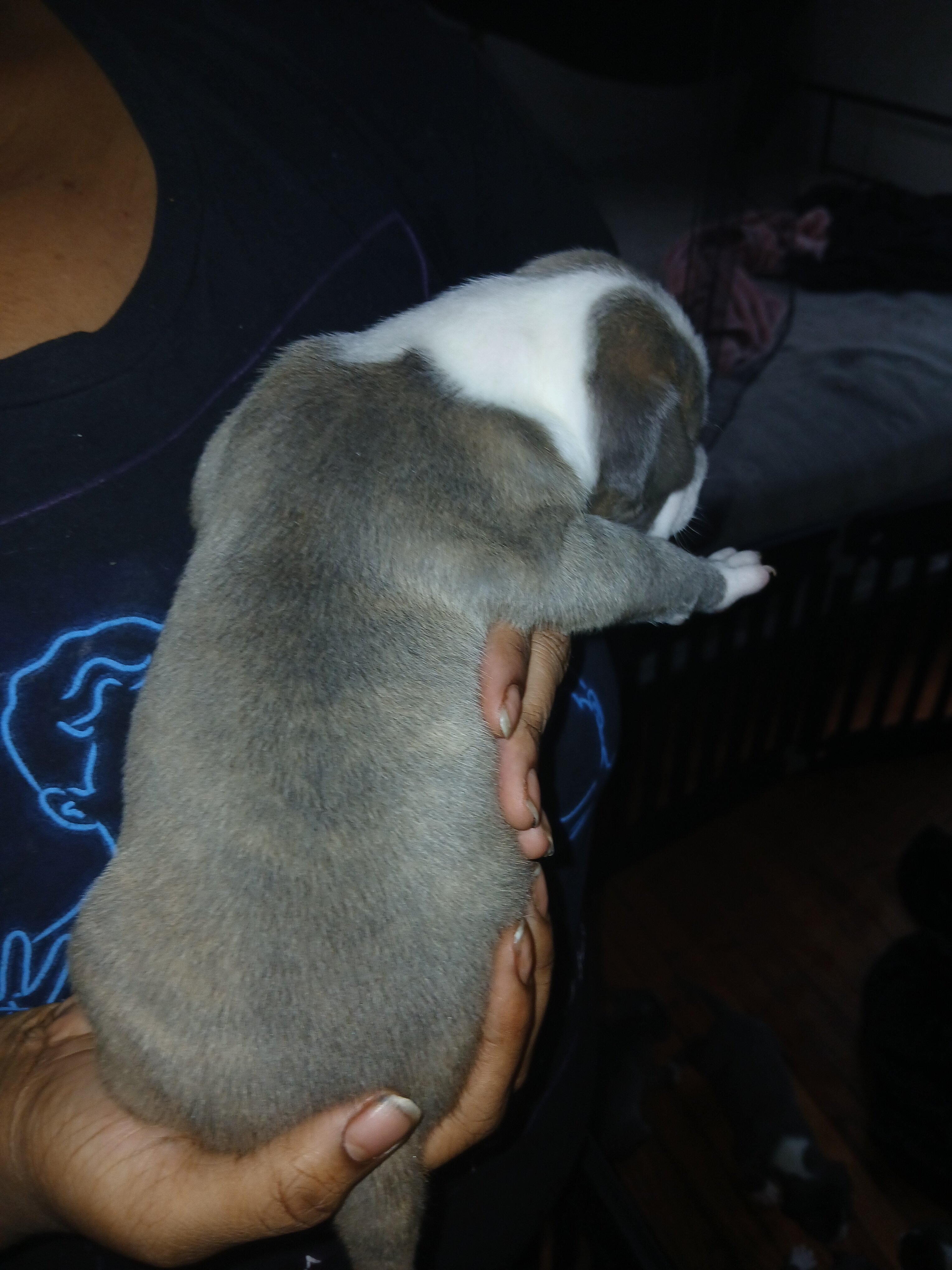 bully terrier image 6