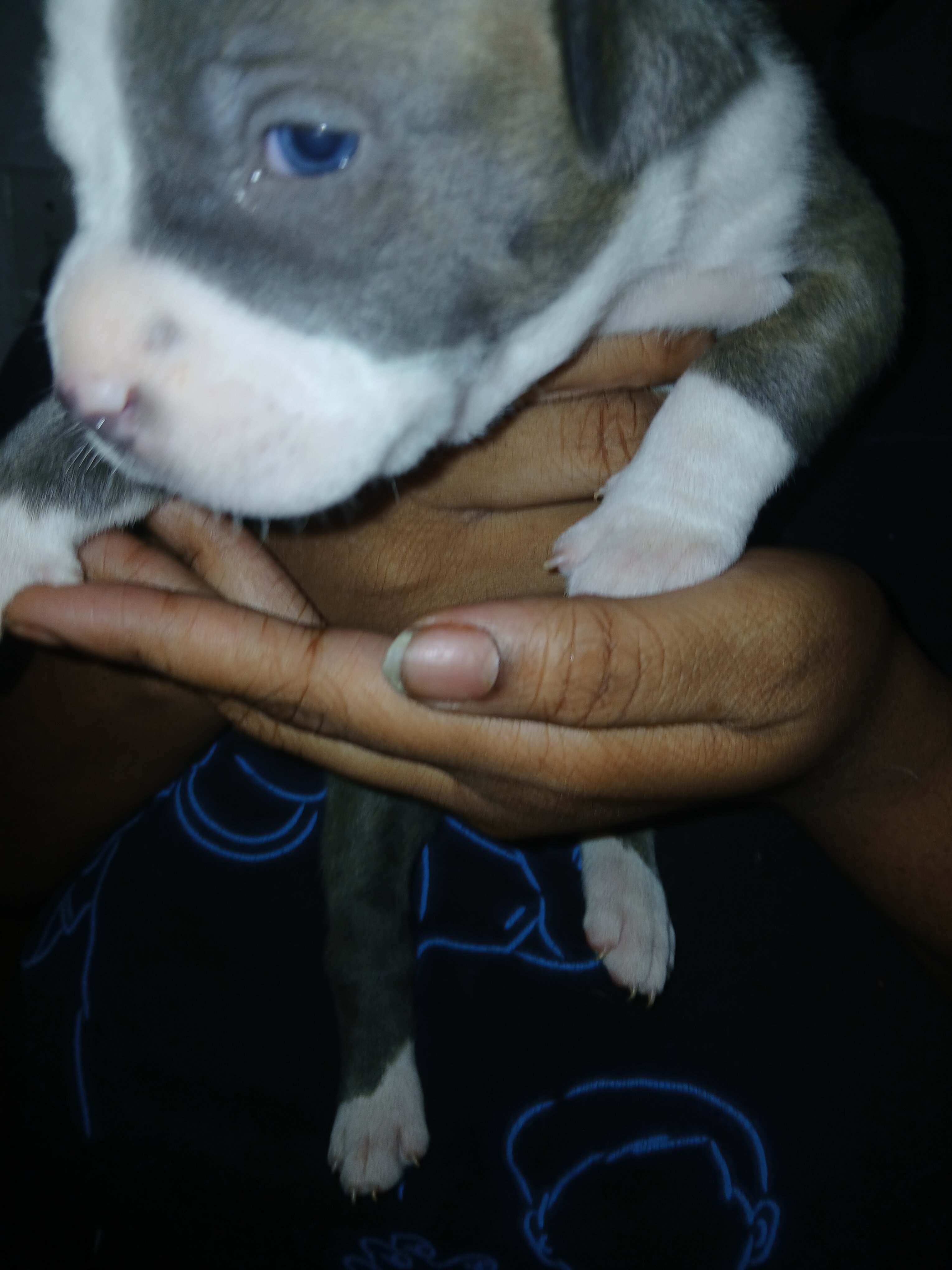 bully terrier image 7
