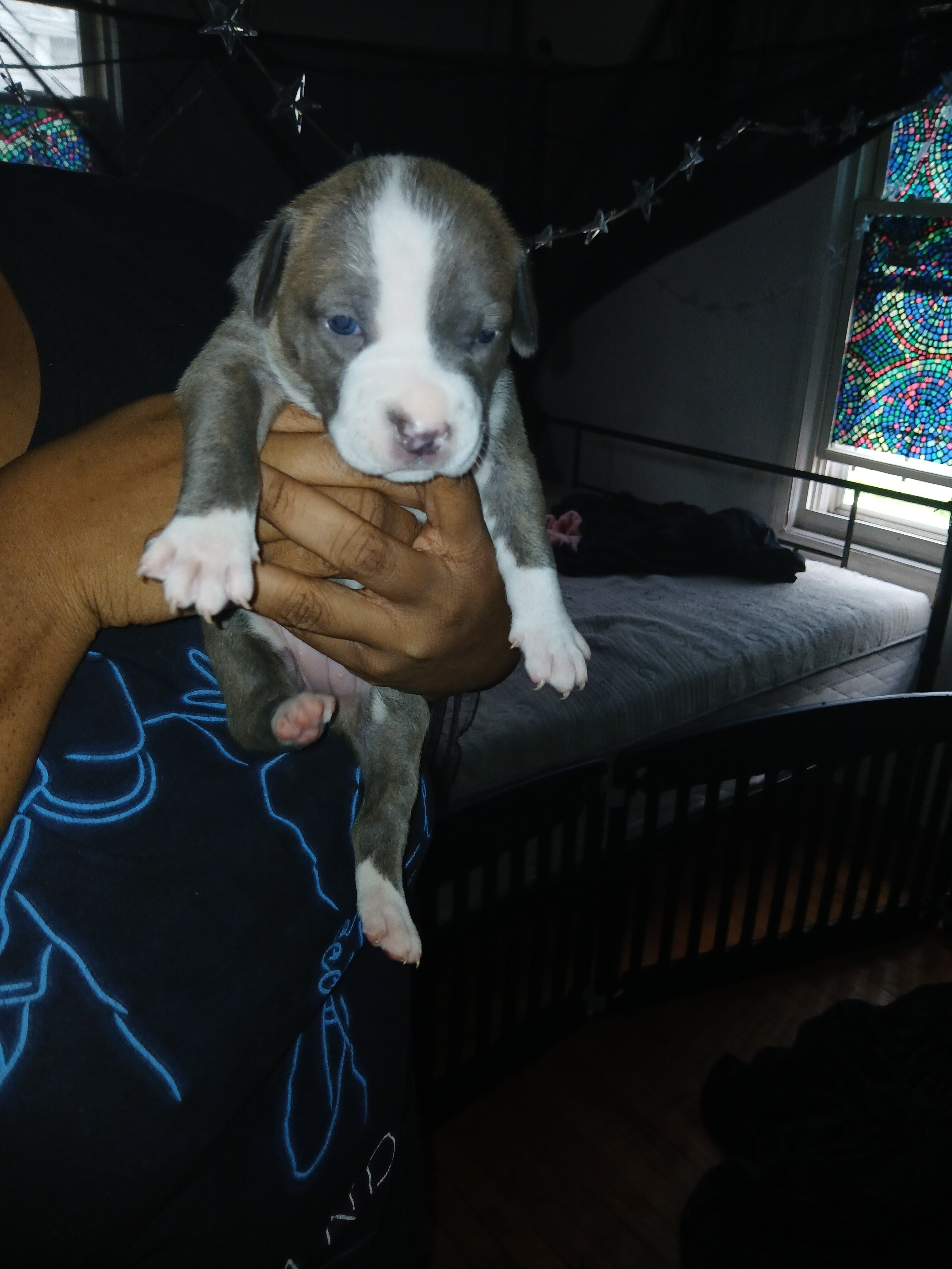 bully terrier image 8