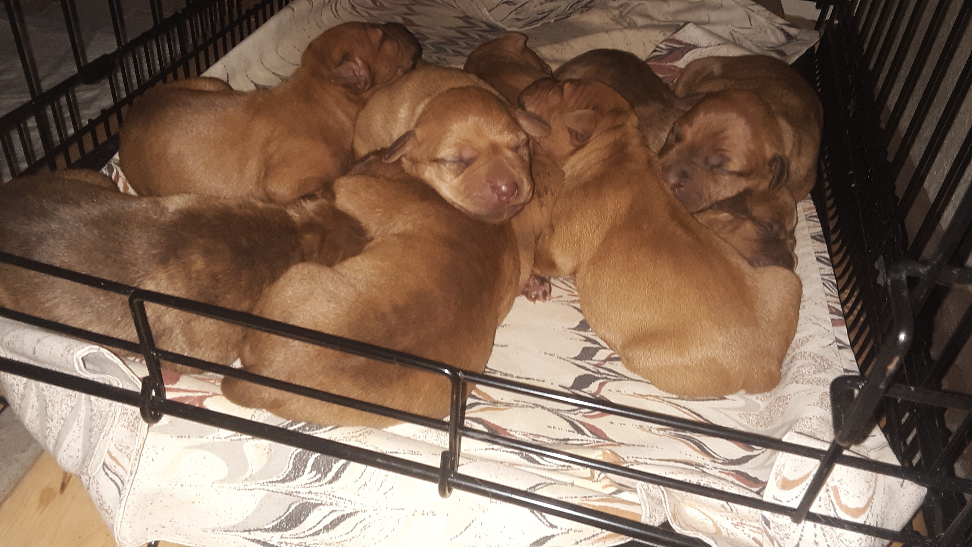 Old Family Red Nose American pit bull terriers image 1