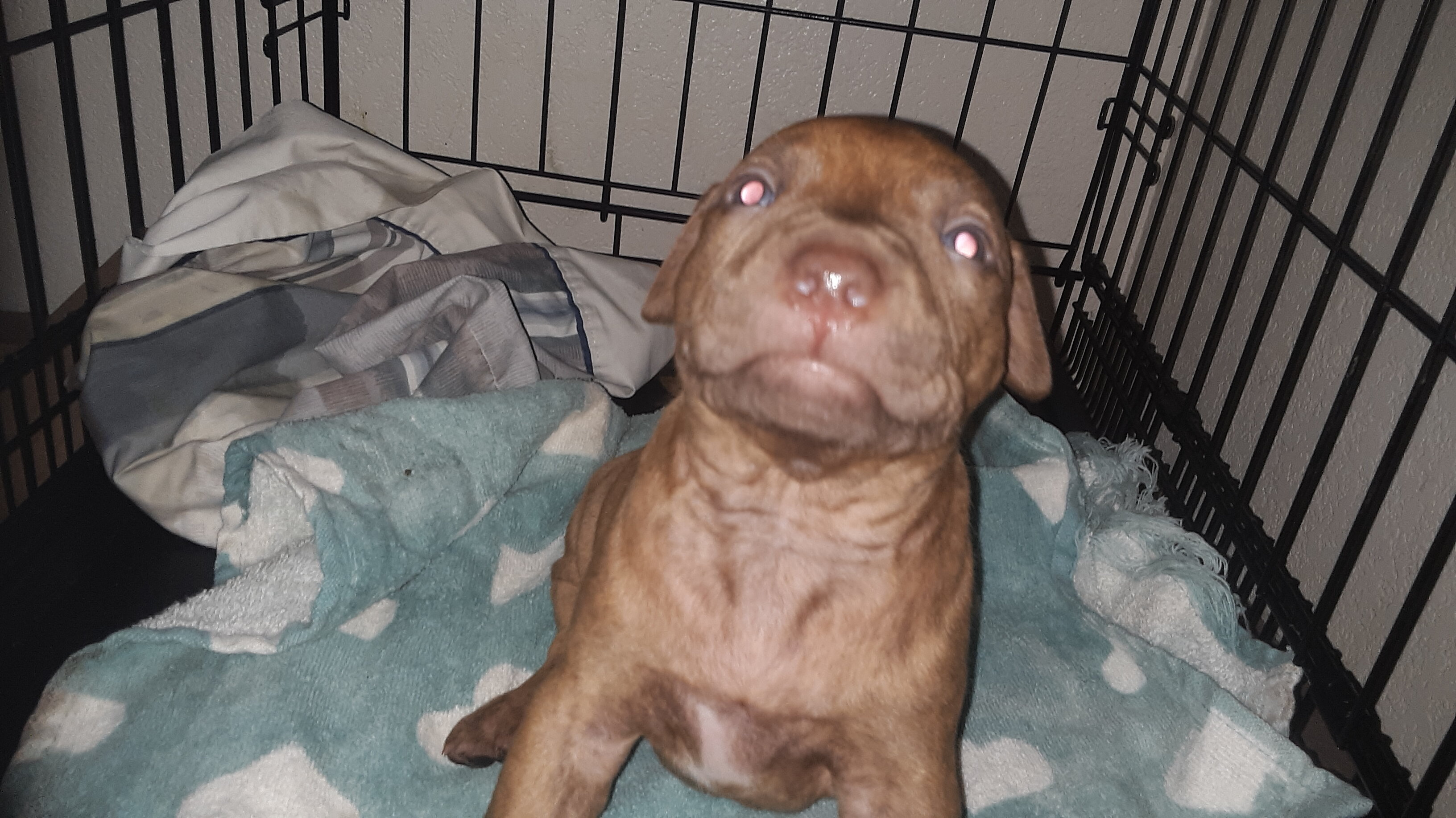 Old Family Red Nose American pit bull terriers image 7