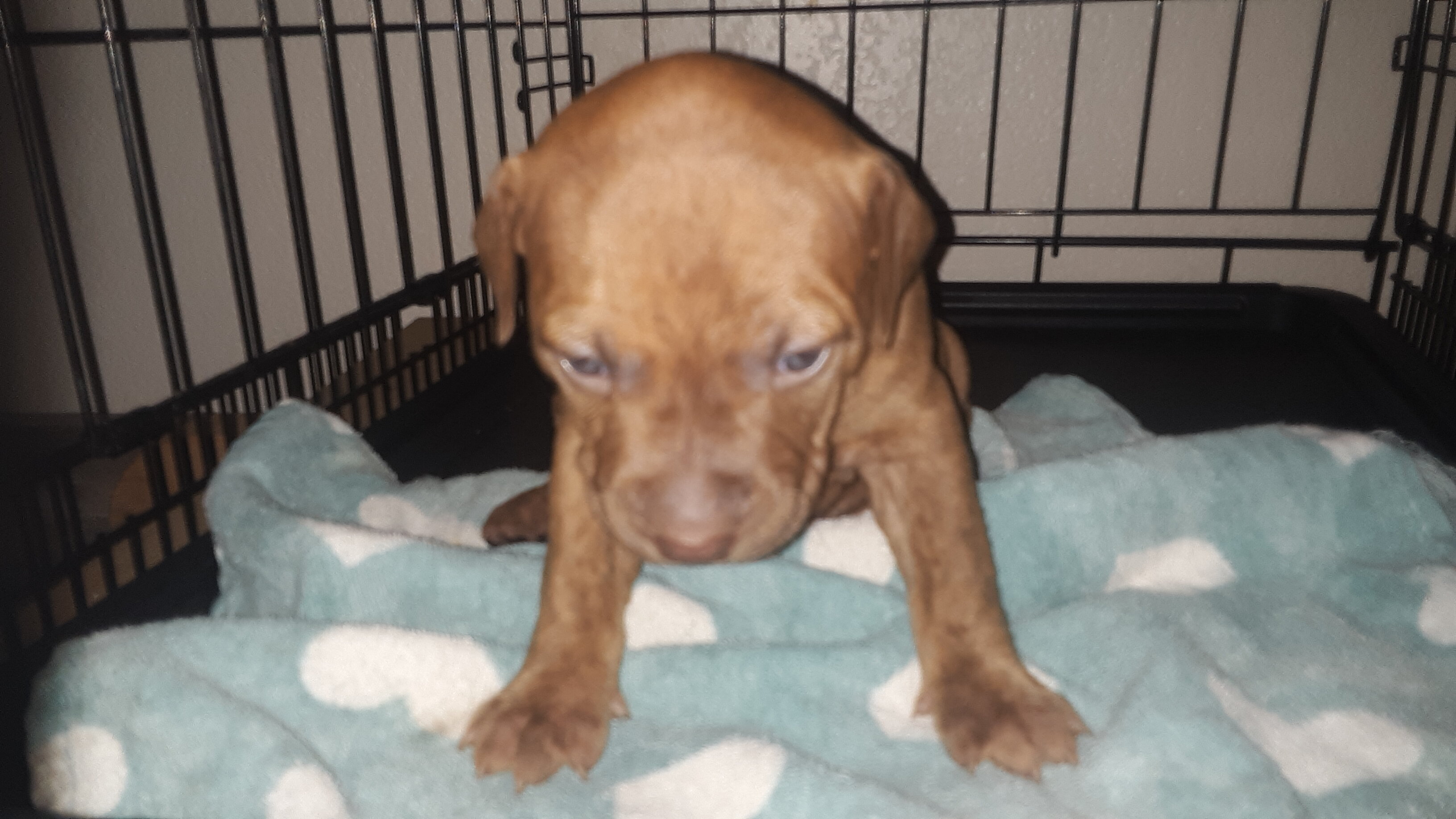 Old Family Red Nose American pit bull terriers image 6
