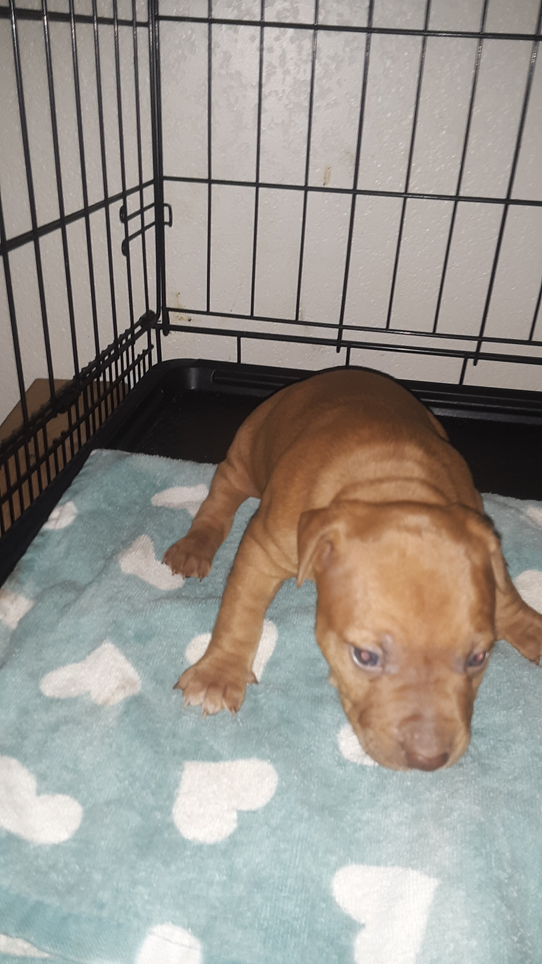 Old Family Red Nose American pit bull terriers image 5