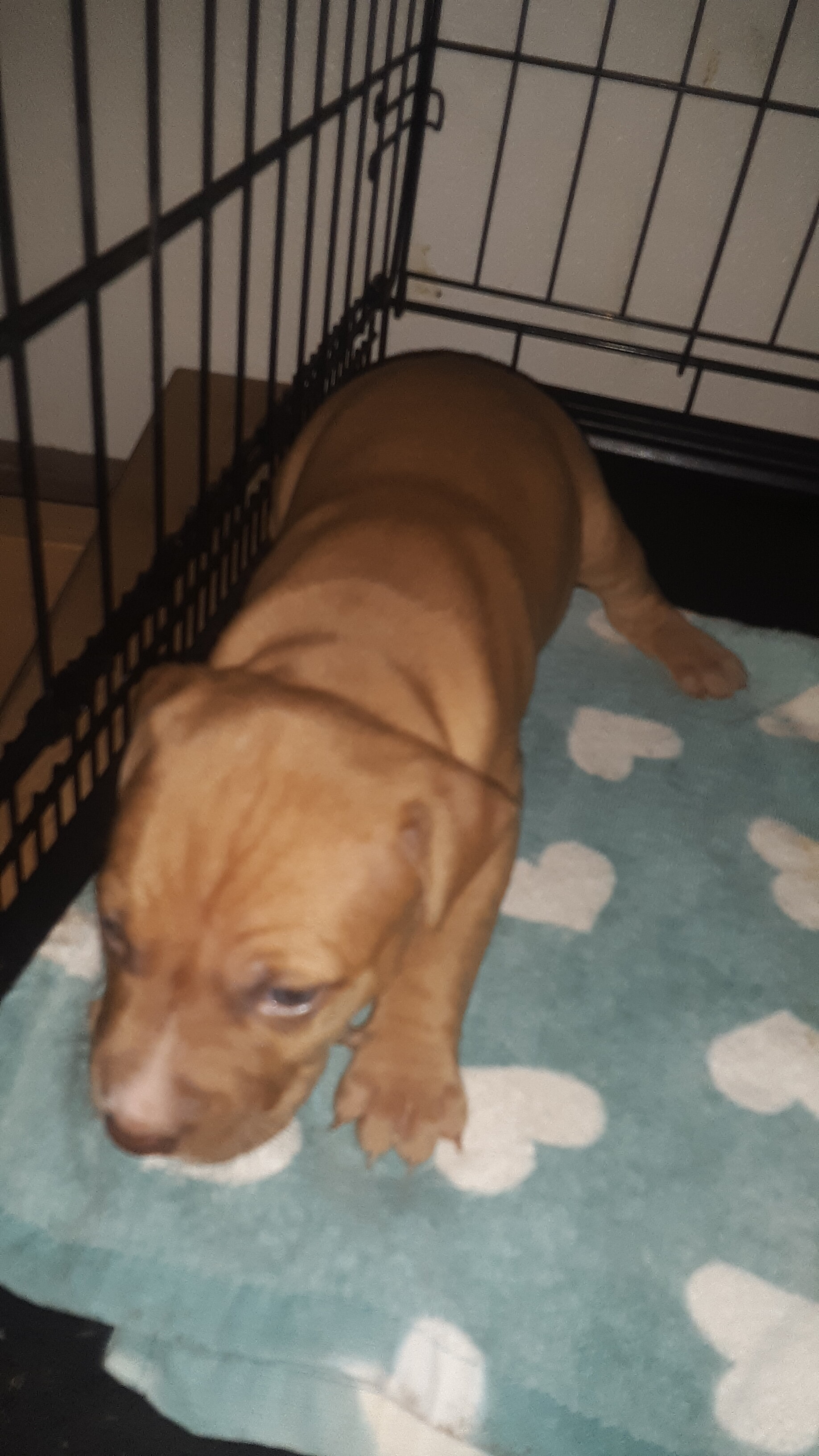 Old Family Red Nose American pit bull terriers image 4