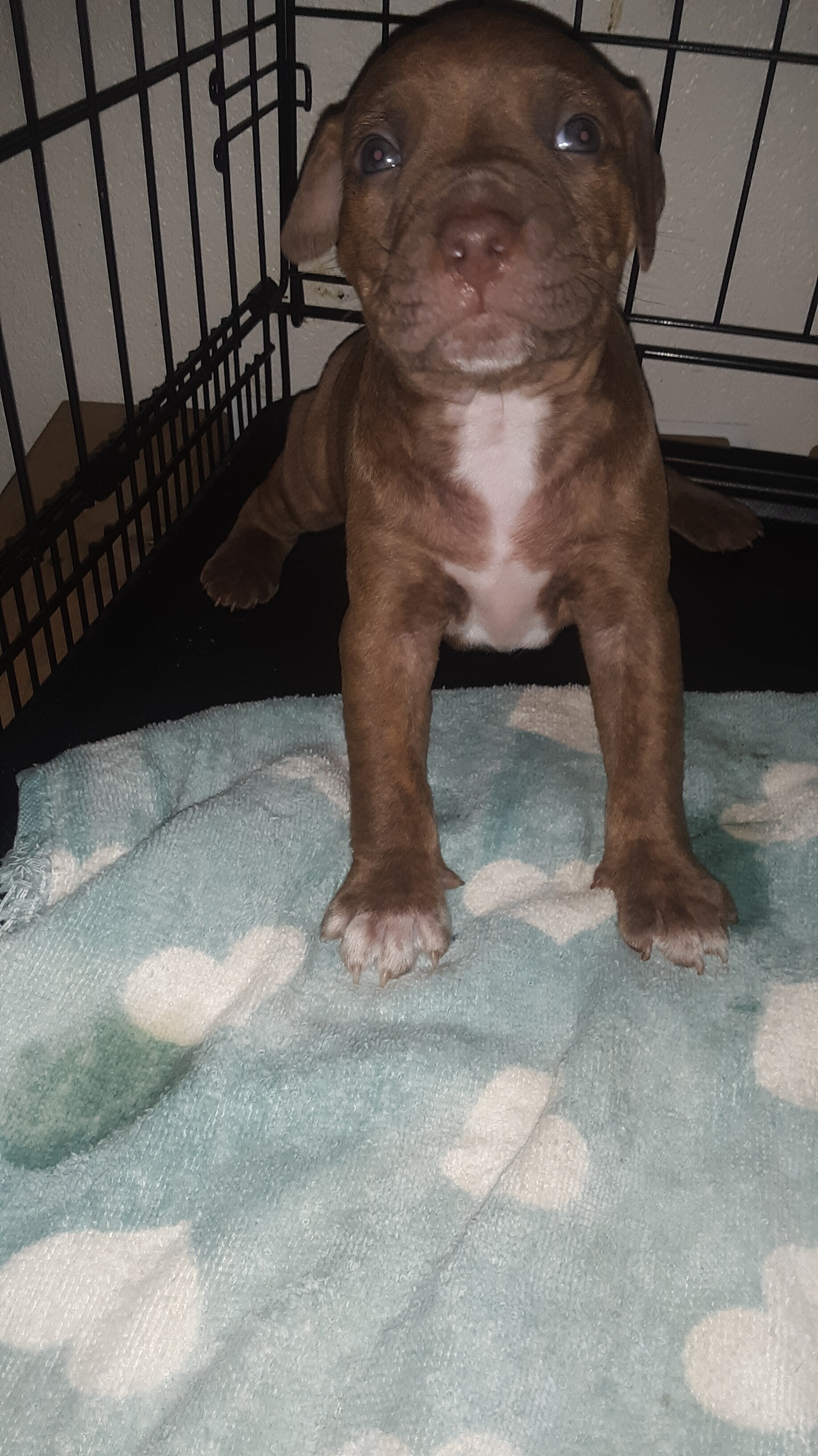 Old Family Red Nose American pit bull terriers image 3