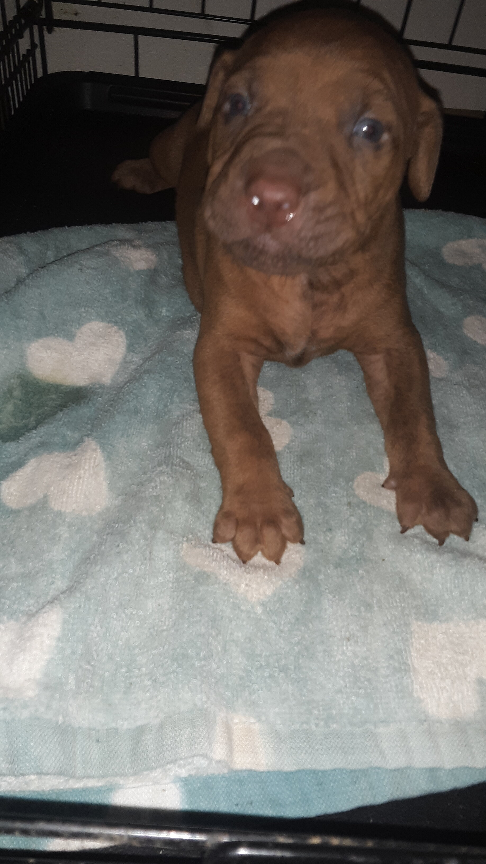 Old Family Red Nose American pit bull terriers image 2