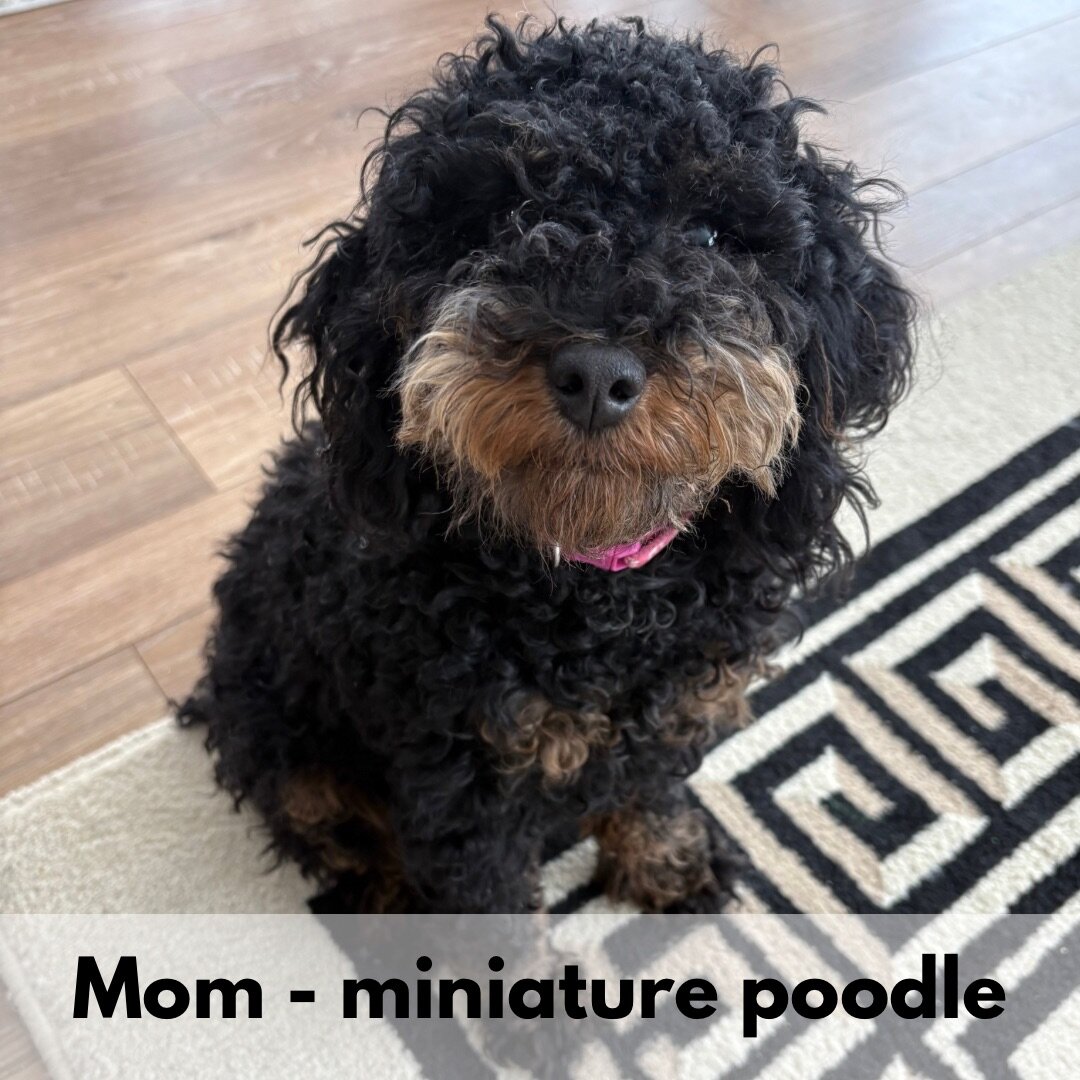Lola - female miniature poodle puppy - 9 weeks old image 8