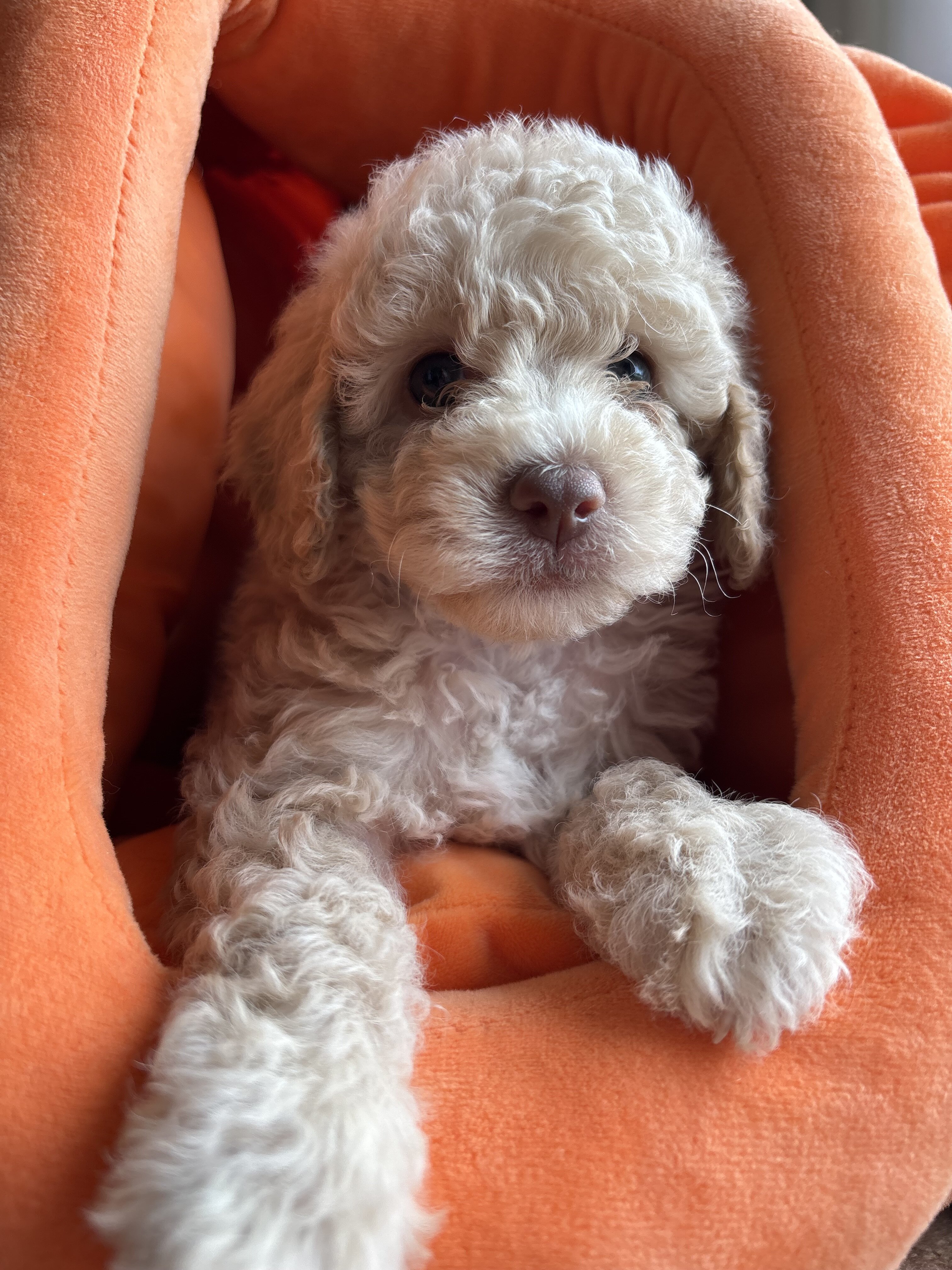 Lola - female miniature poodle puppy - 9 weeks old image 3