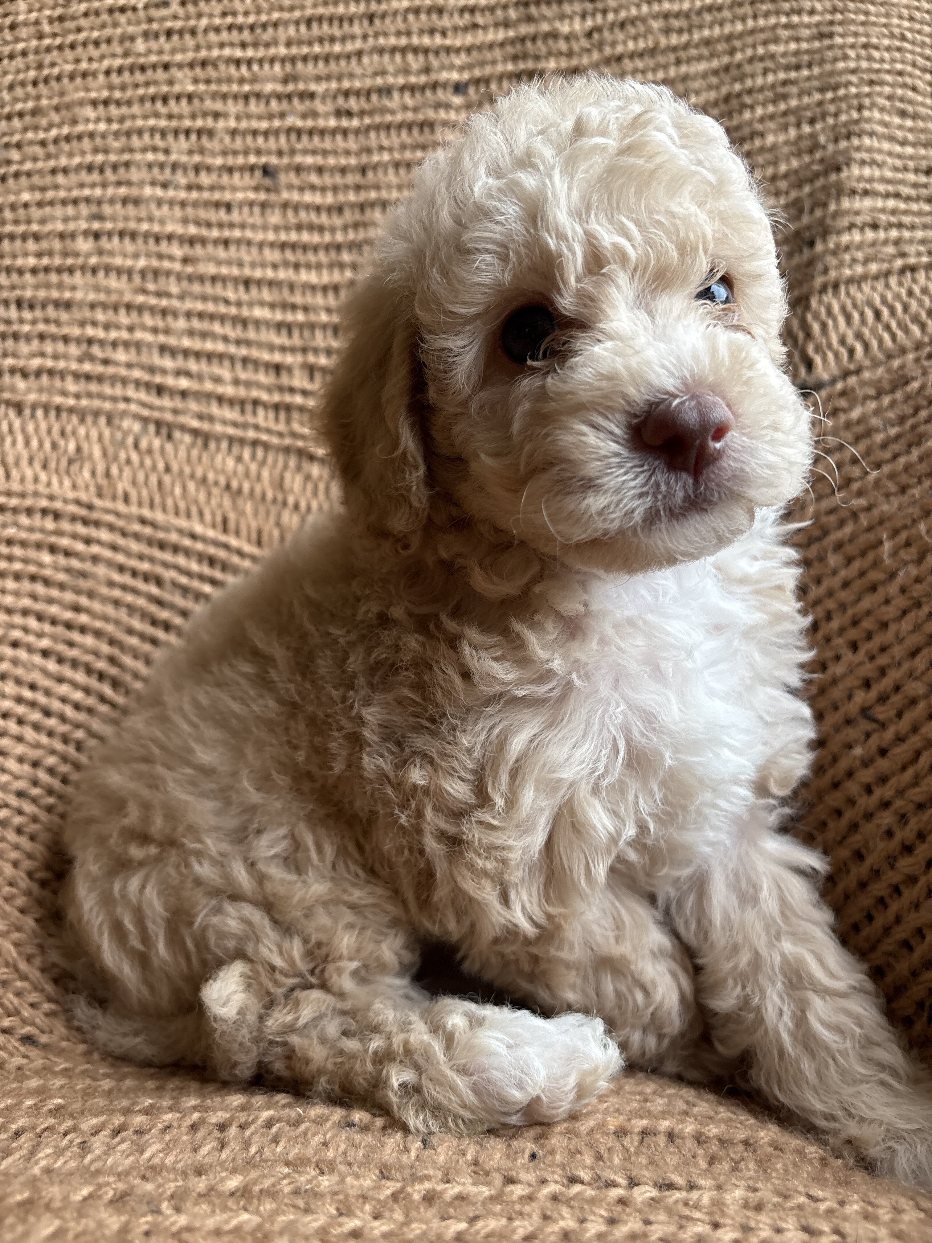 Lola - female miniature poodle puppy - 9 weeks old image 4