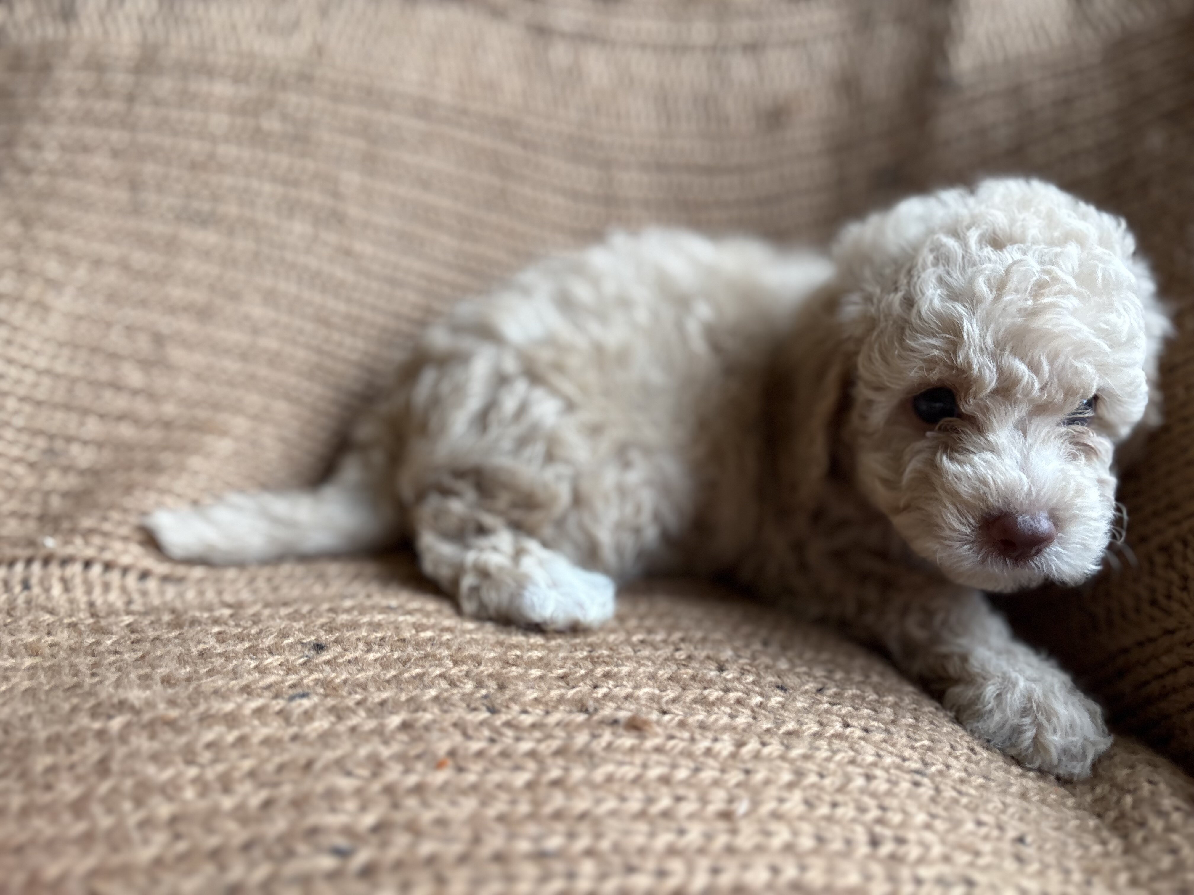 Lola - female miniature poodle puppy - 9 weeks old image 5