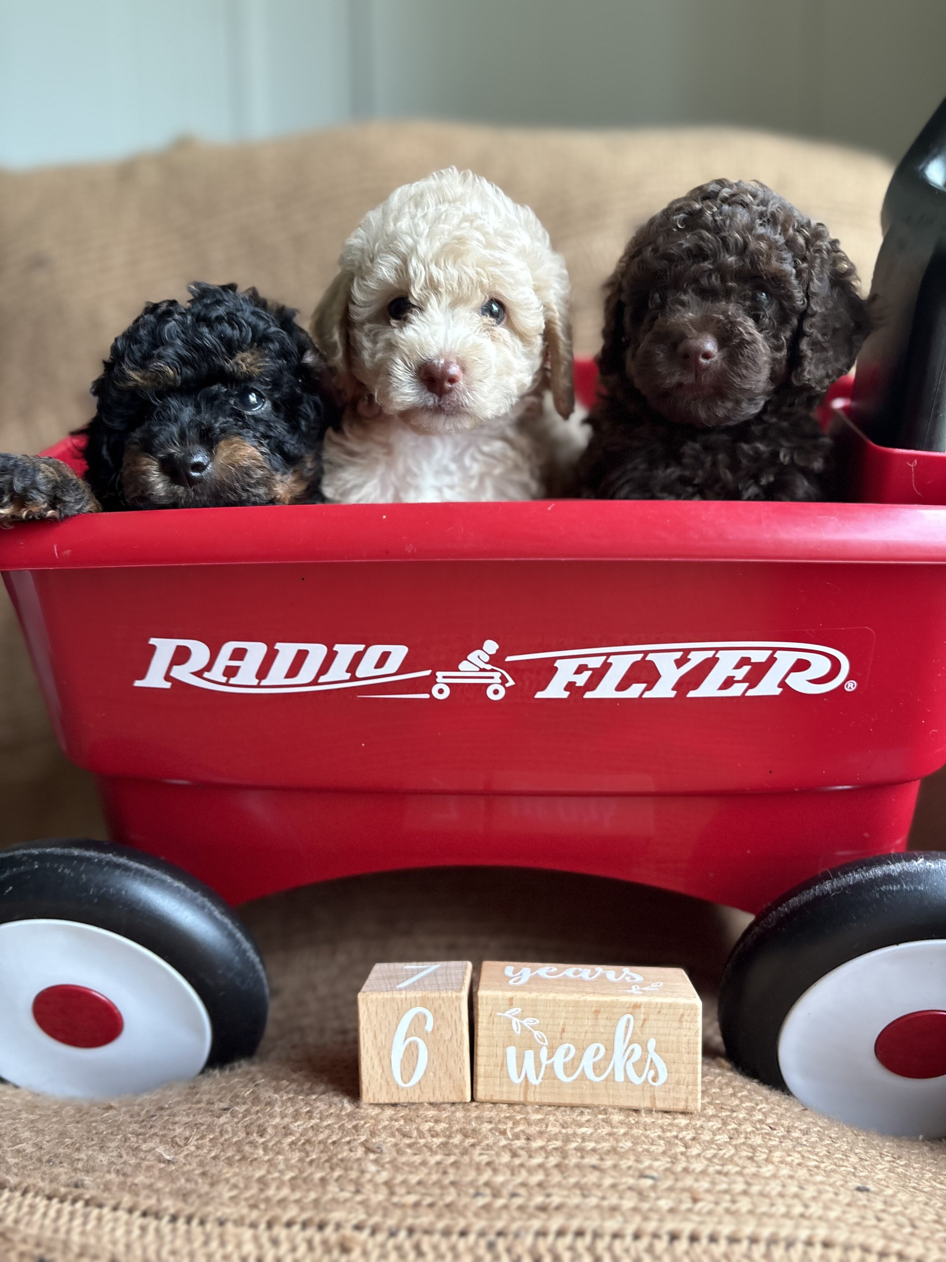 Lola - female miniature poodle puppy - 9 weeks old image 6