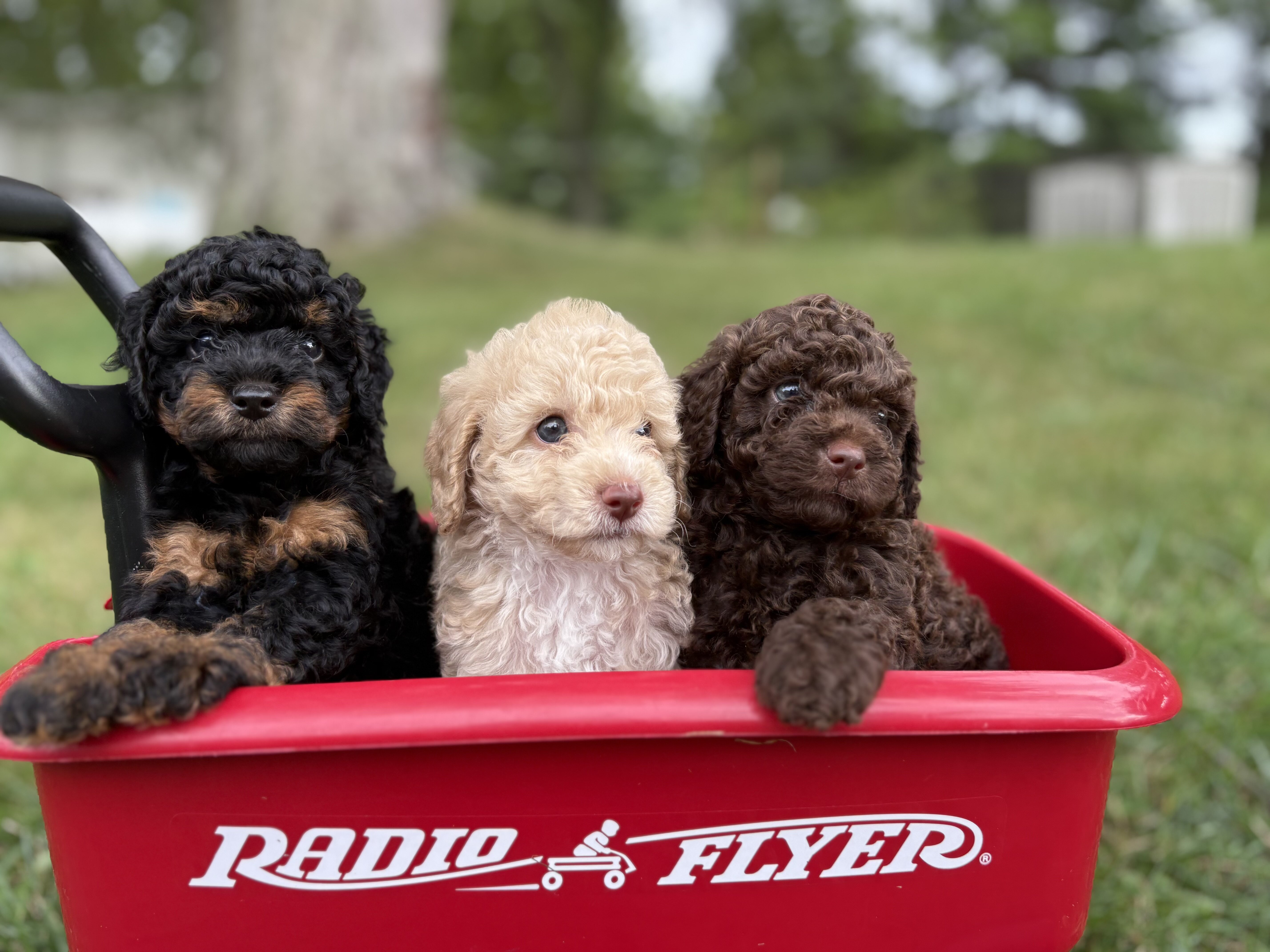 Lola - female miniature poodle puppy - 9 weeks old image 7