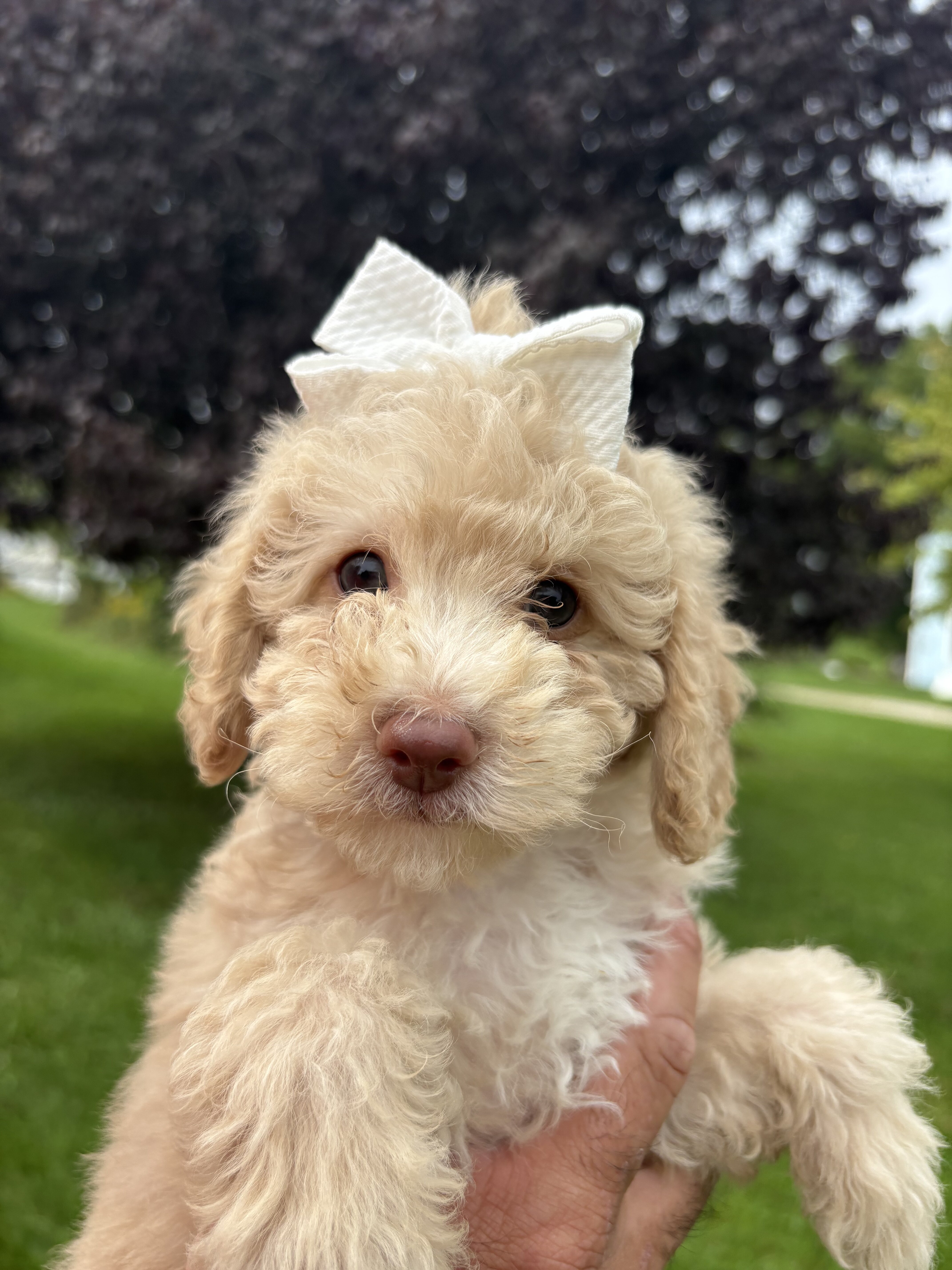 Lola - female miniature poodle puppy - 9 weeks old image 1