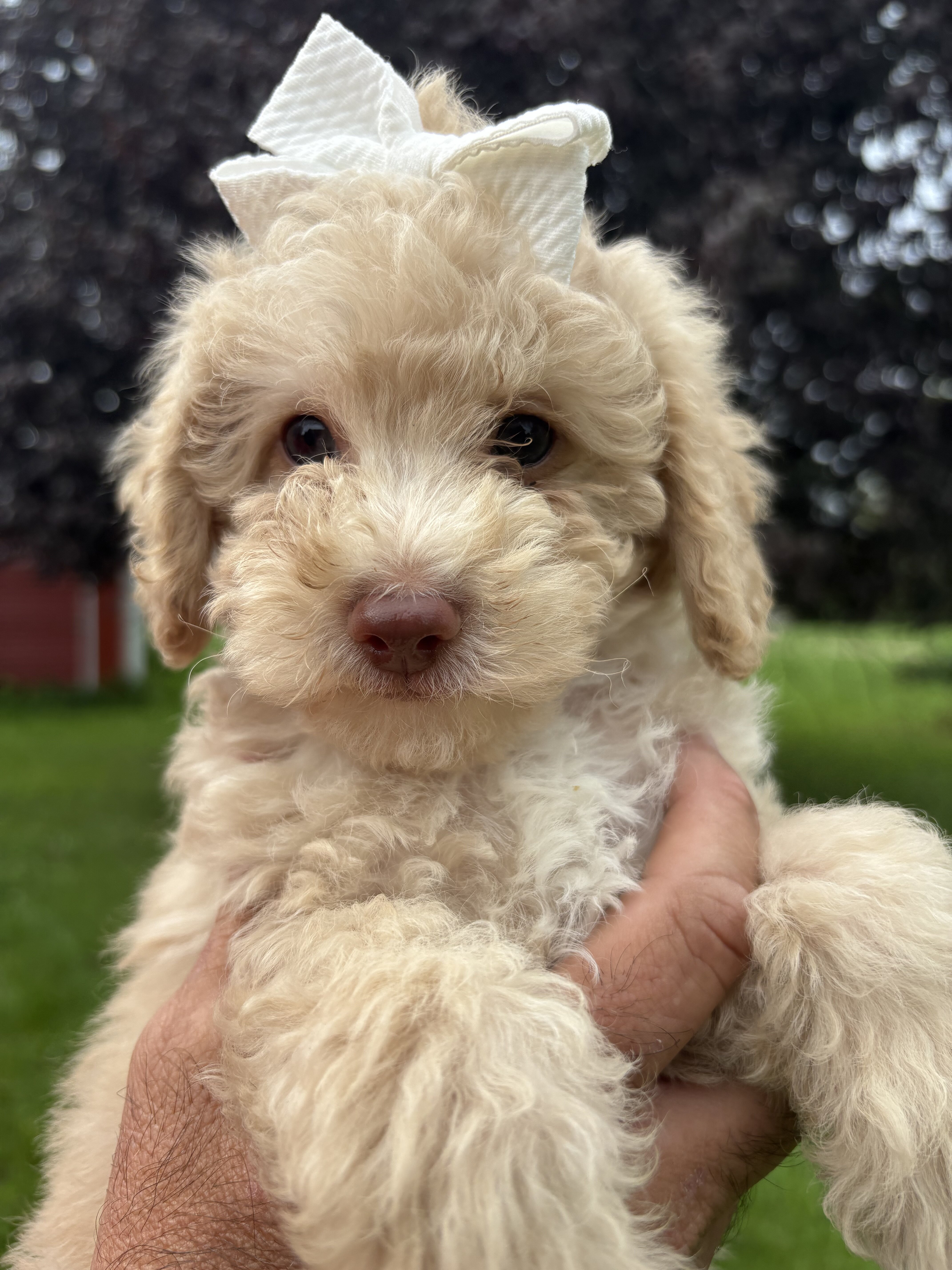 Lola - female miniature poodle puppy - 9 weeks old image 2