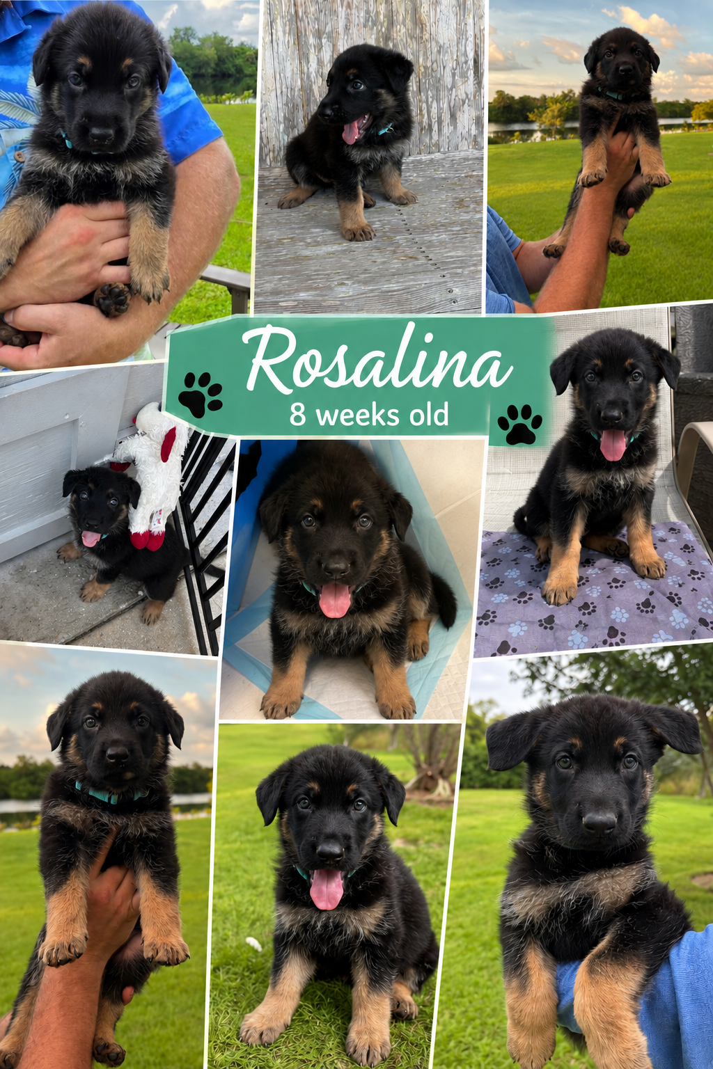 AKC German Shepherd Puppy image 4