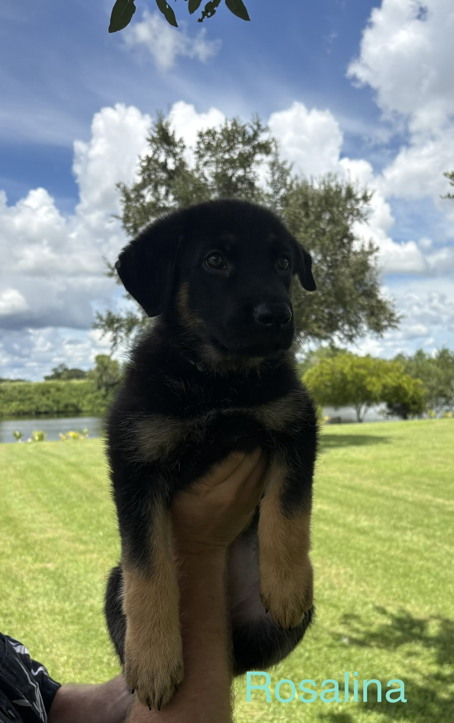 AKC German Shepherd Puppy image 3