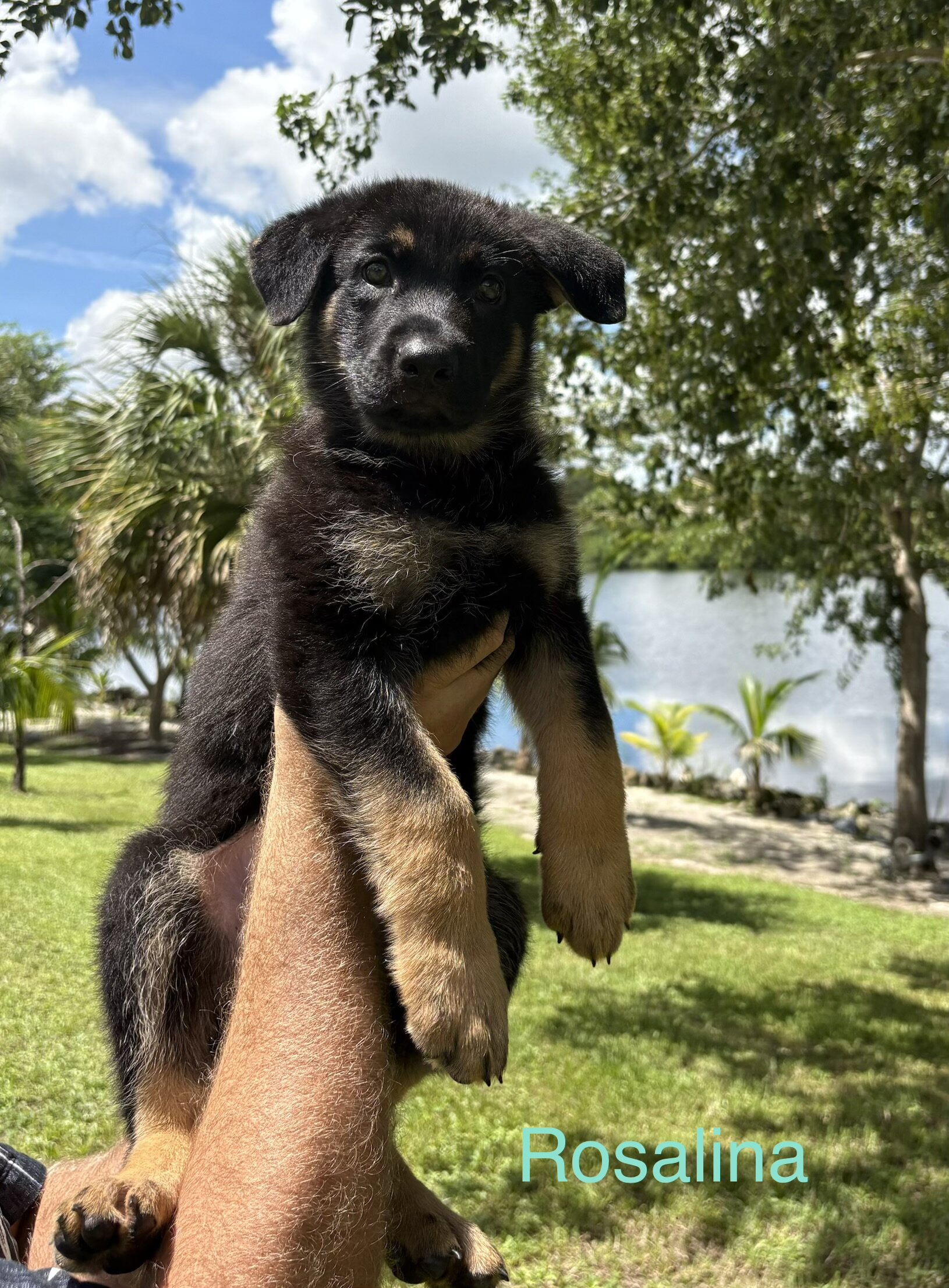 AKC German Shepherd Puppy image 2