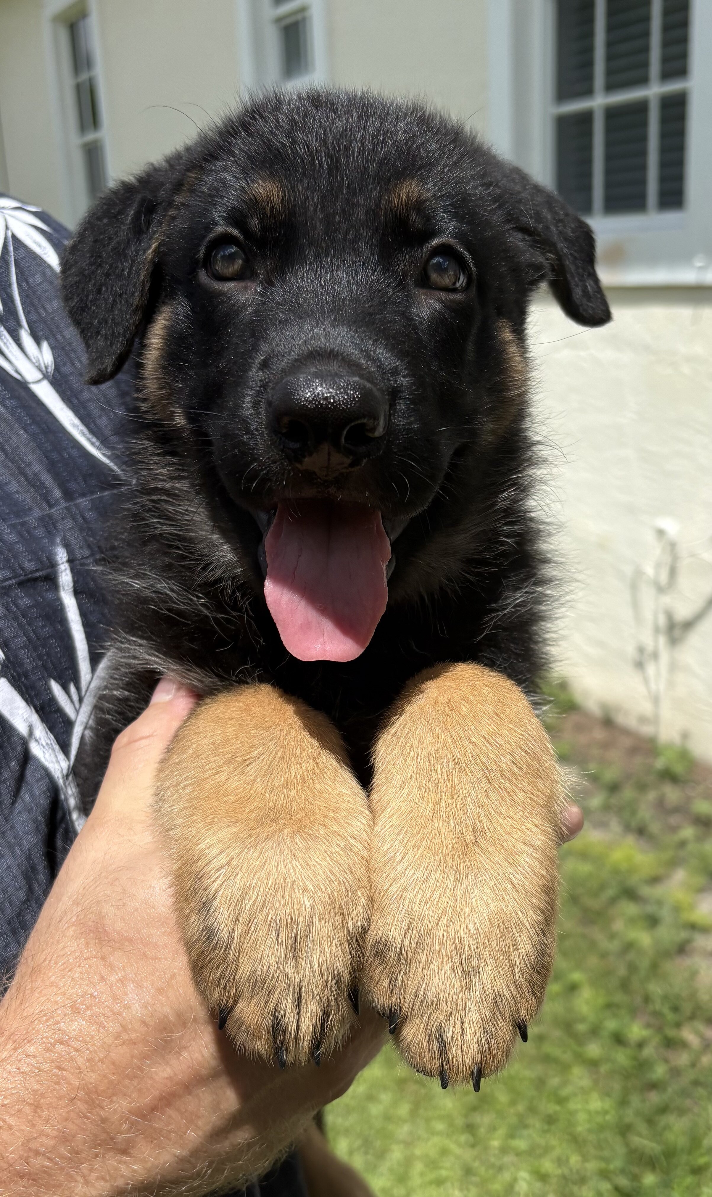 AKC German Shepherd Puppy image 1