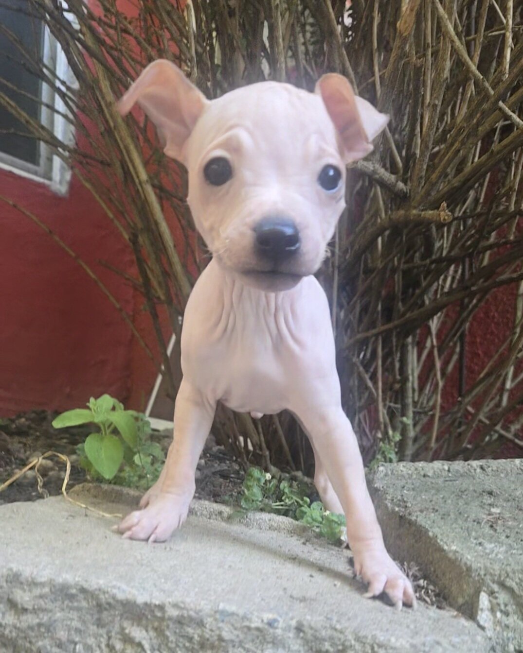 Male Hairless Terrier Puppy  Ready Now image 4