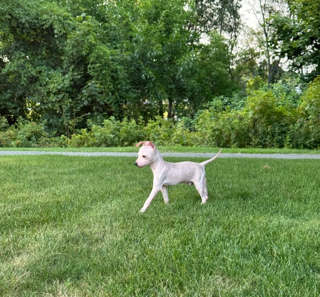 Male Hairless Terrier Puppy  Ready Now image 6