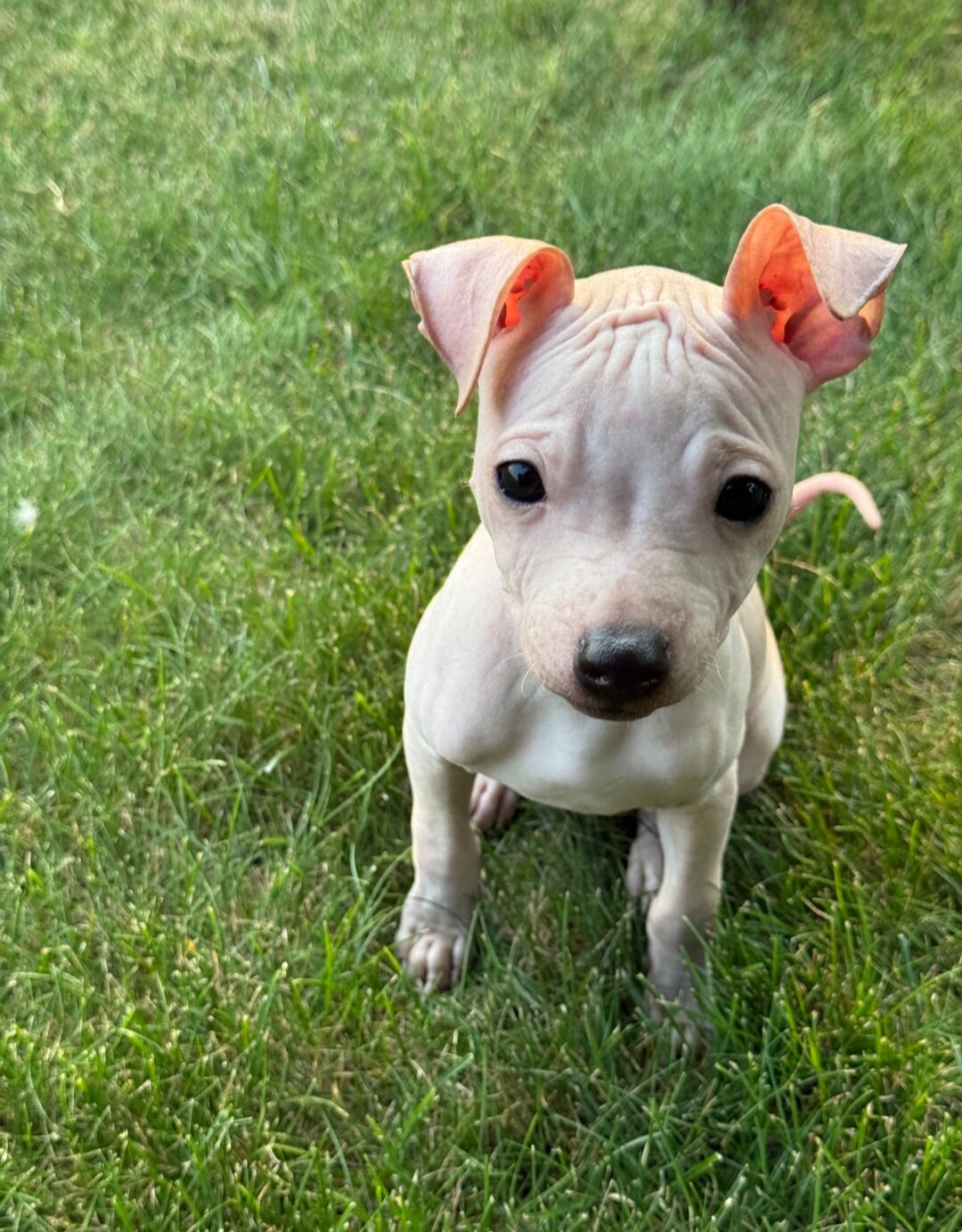 Male Hairless Terrier Puppy  Ready Now image 1