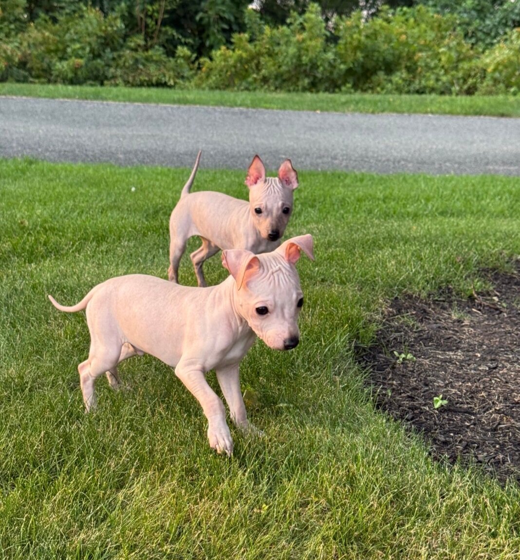 Male Hairless Terrier Puppy  Ready Now image 3