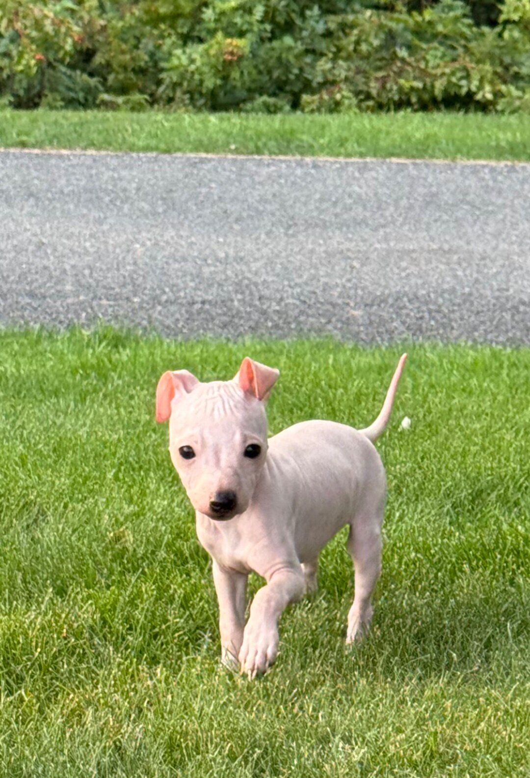 Male Hairless Terrier Puppy  Ready Now image 7
