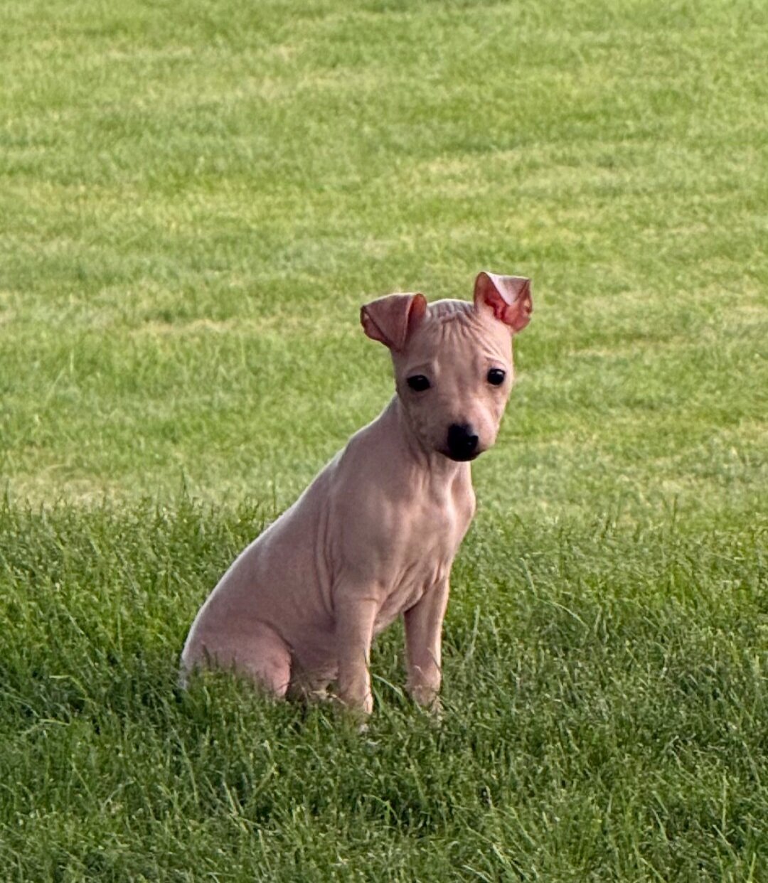 Male Hairless Terrier Puppy  Ready Now image 5
