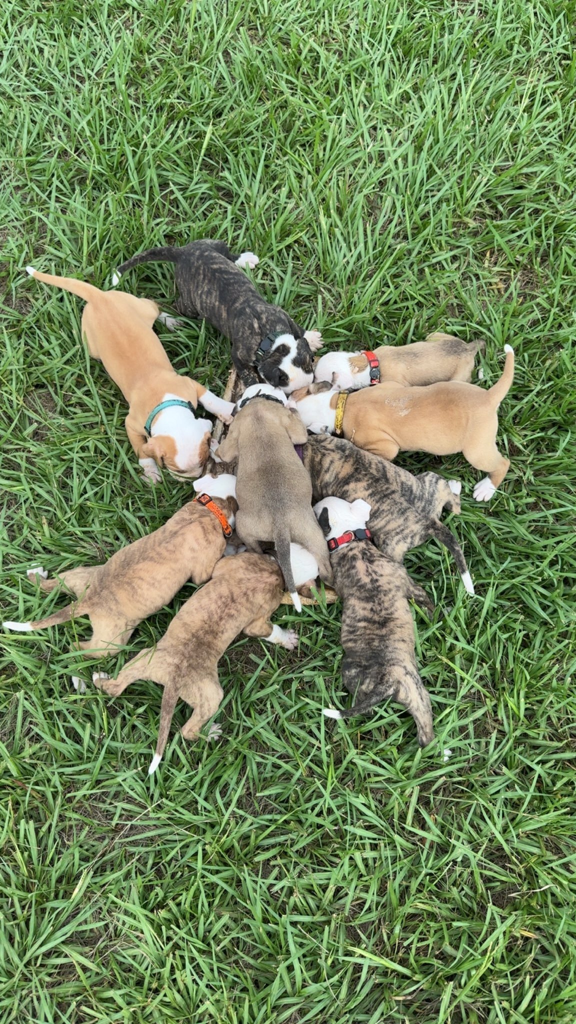 American Bulldog puppies image 1