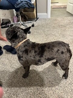 Blue Merel French Bulldog image 1
