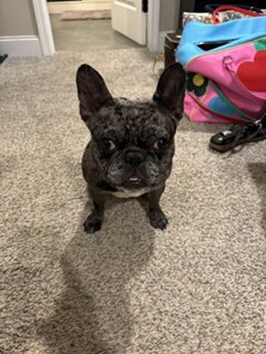 Blue Merel French Bulldog image 2