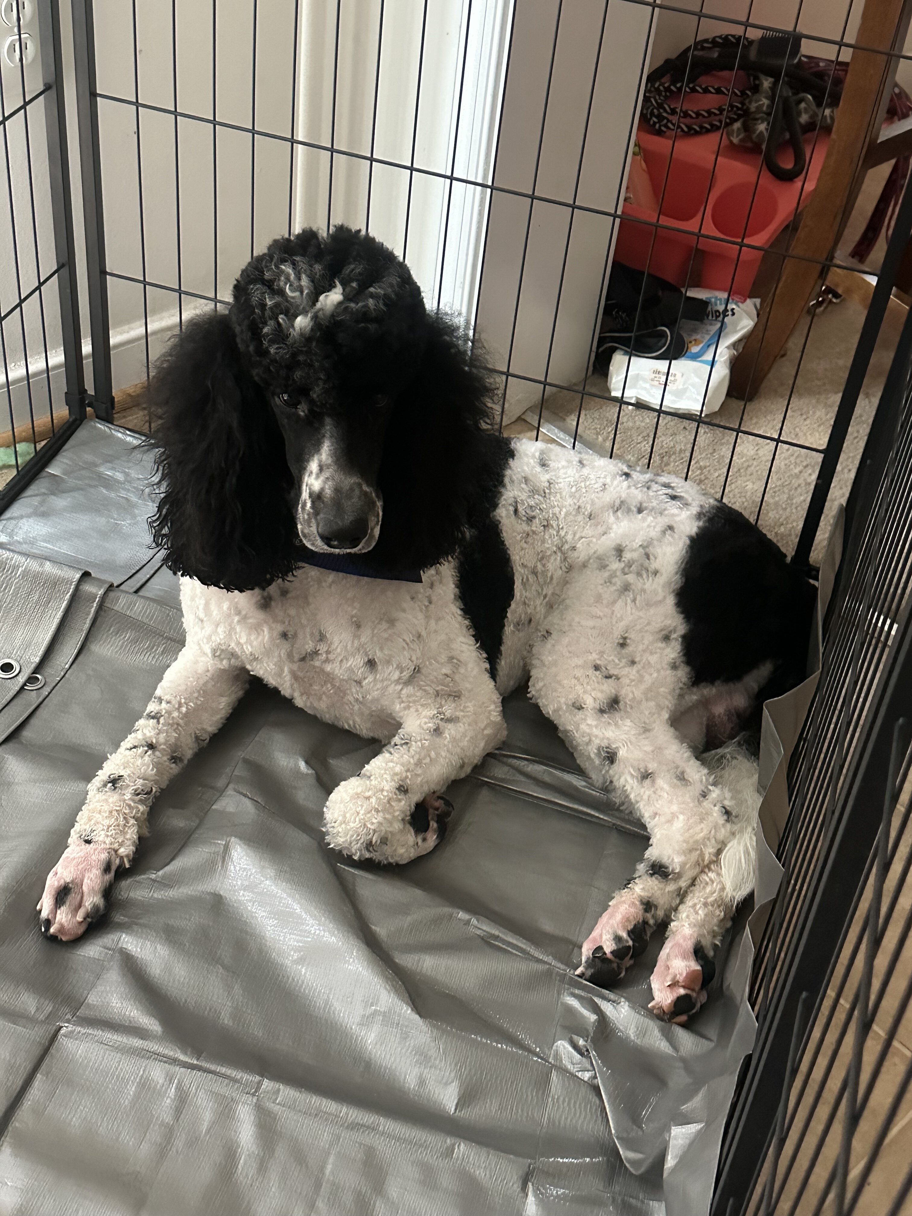 Standard Poodle akc registered male image 3
