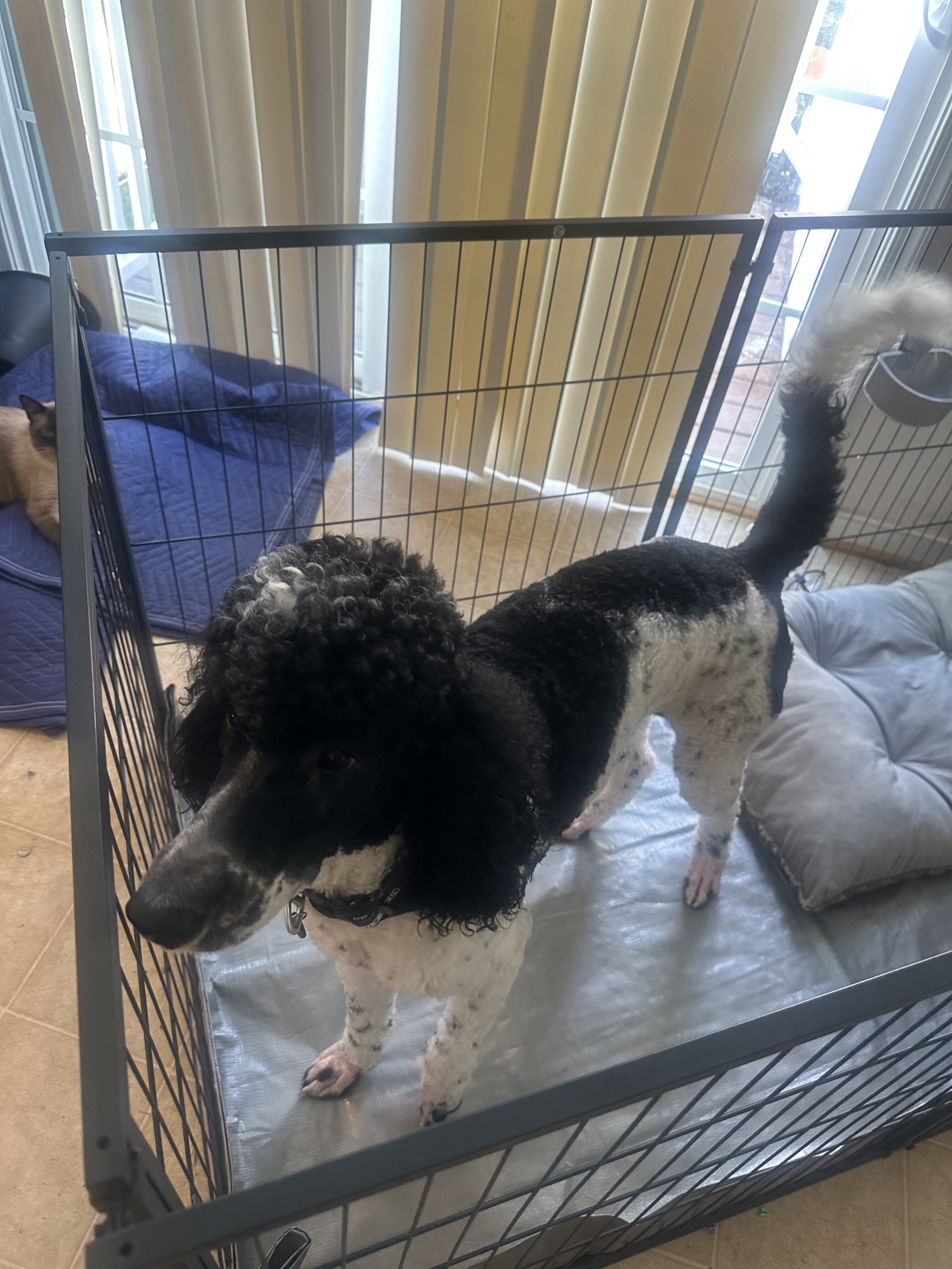 Standard Poodle akc registered male image 1