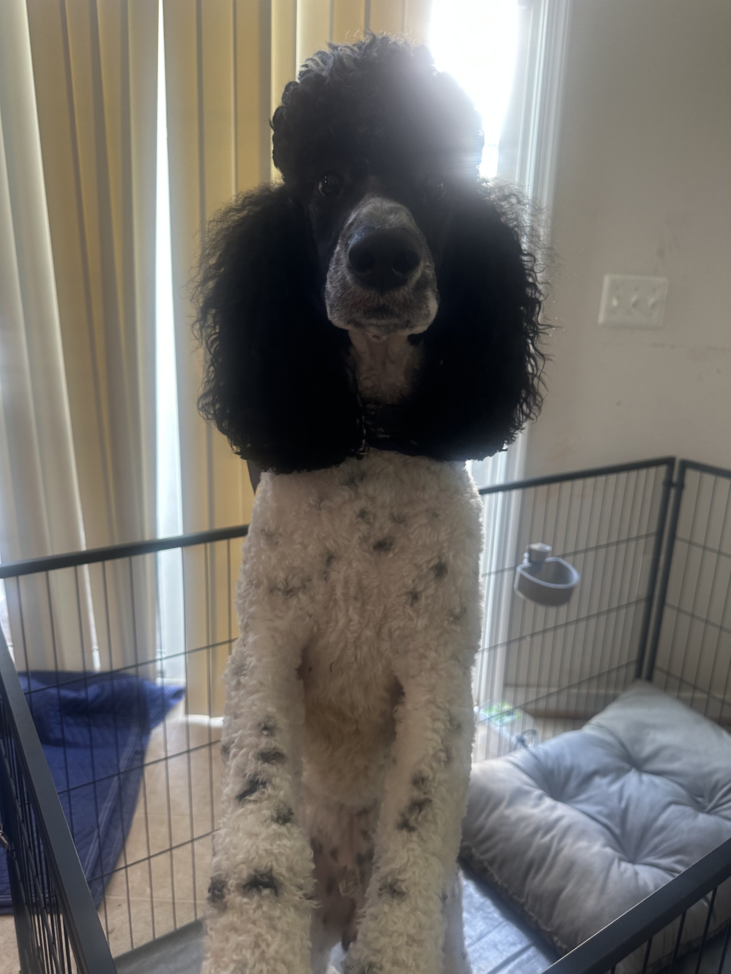 Standard Poodle akc registered male image 2