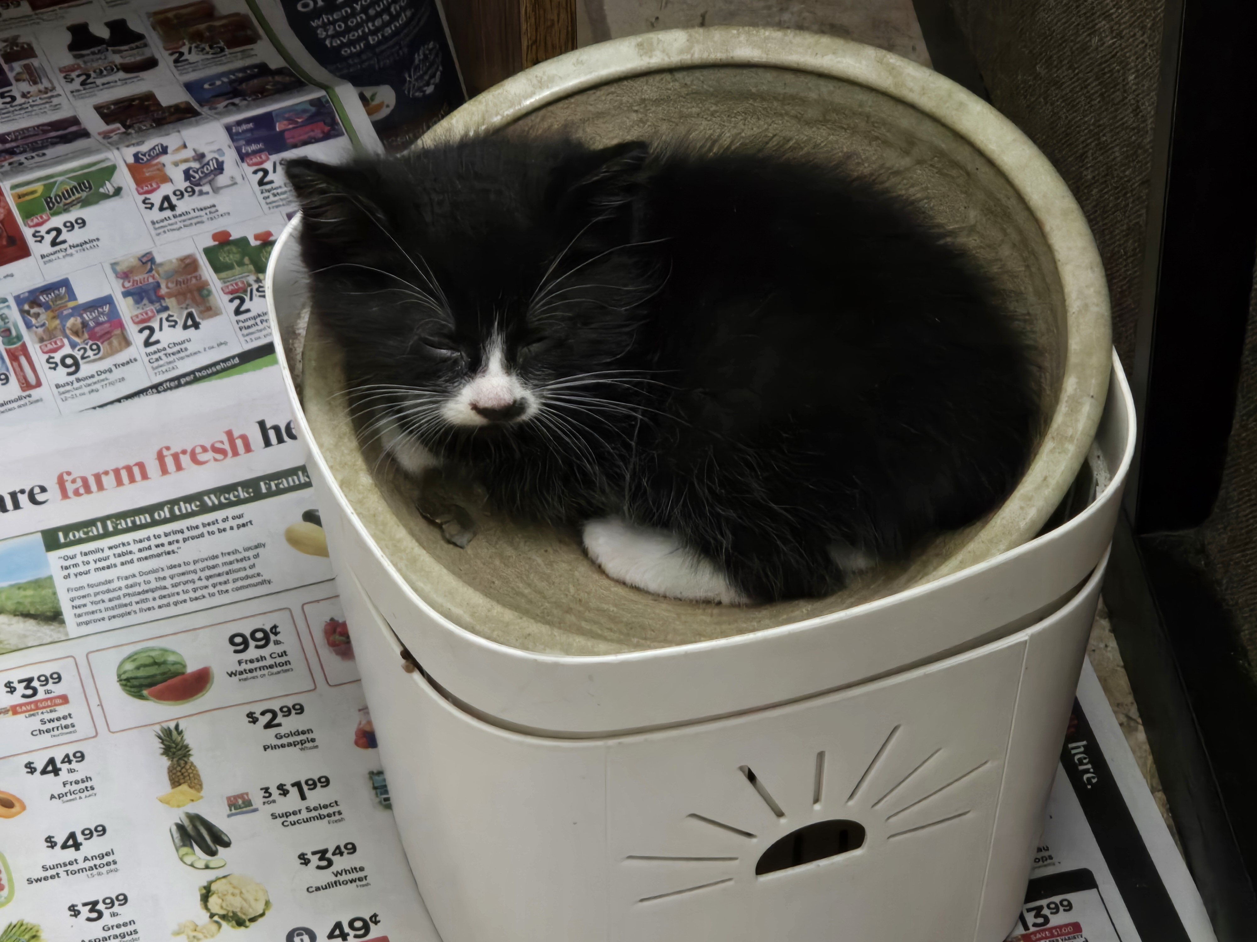 Black and Tiger Longish Hair Male Kittens image 1
