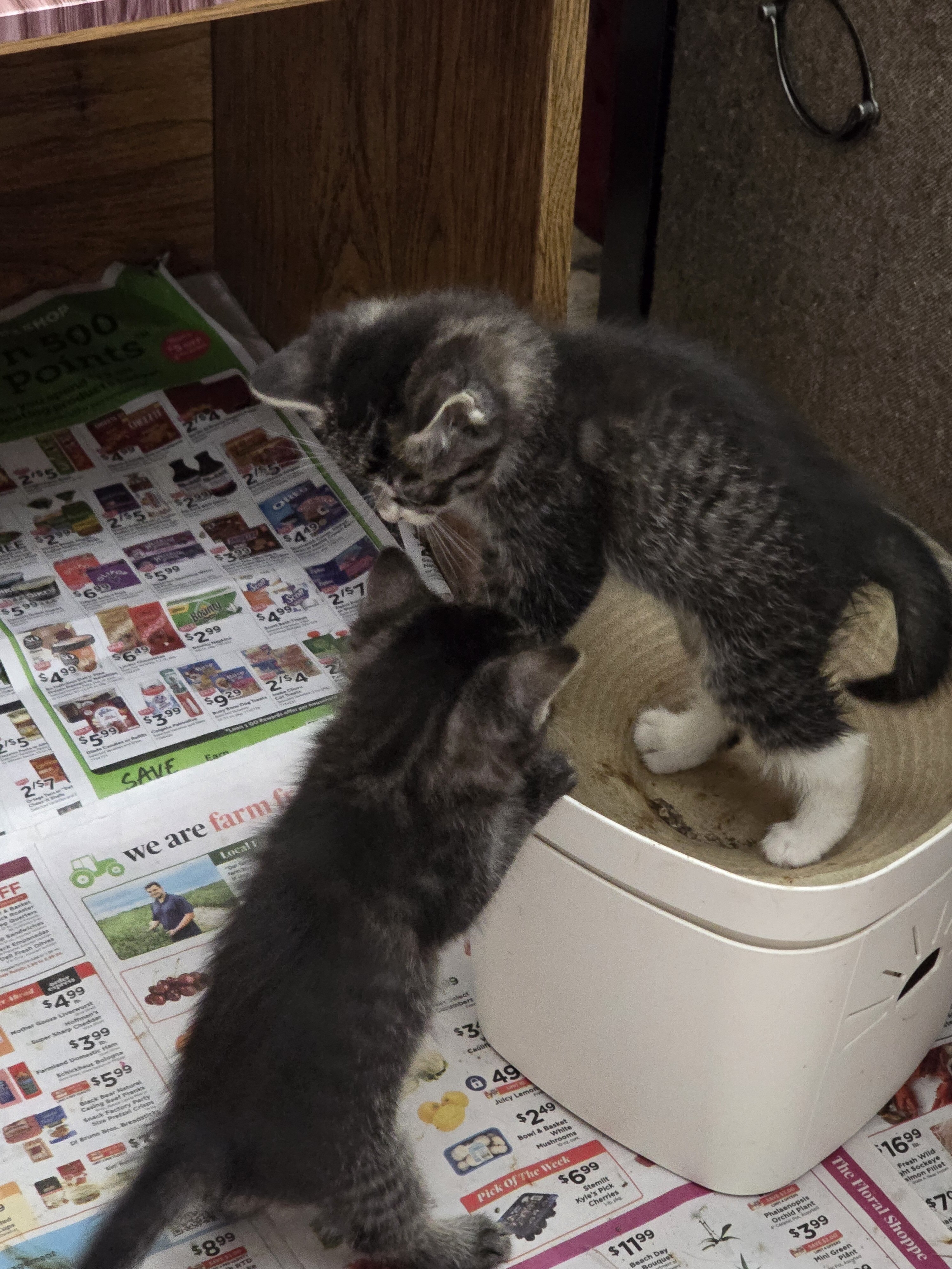 Black and Tiger Longish Hair Male Kittens image 2