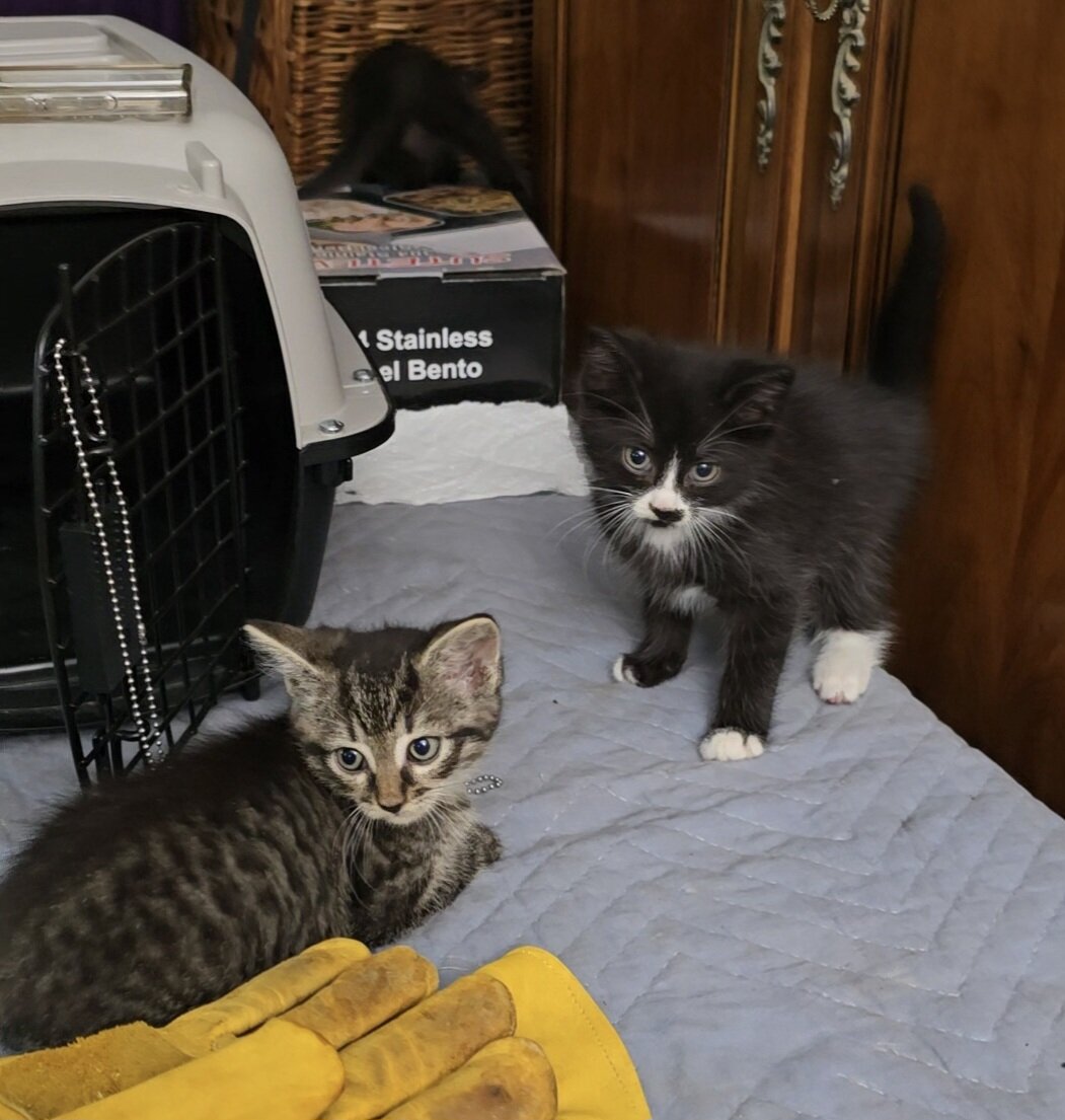 Black and Tiger Longish Hair Male Kittens image 3