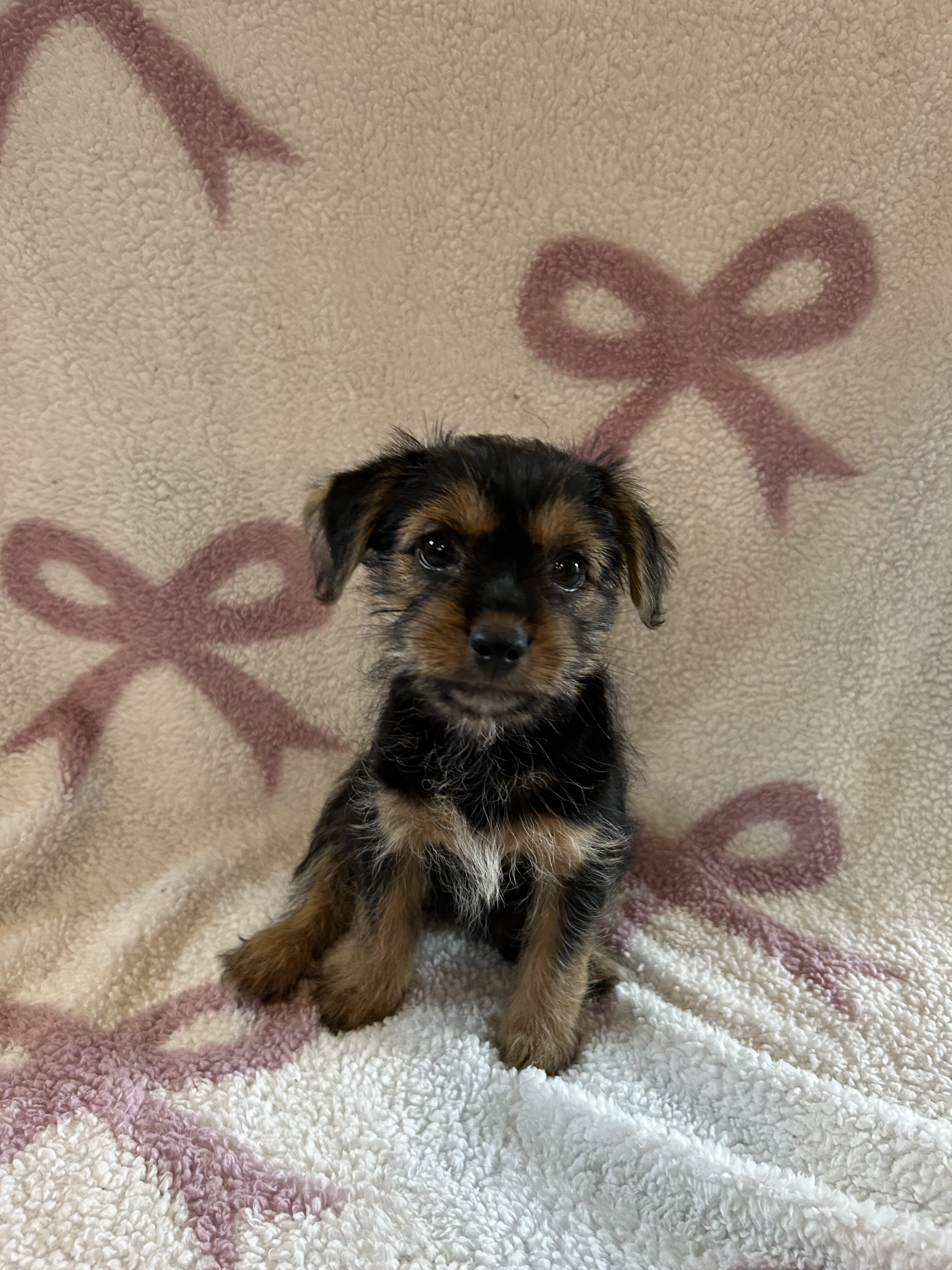 Shorkie female puppies image 6