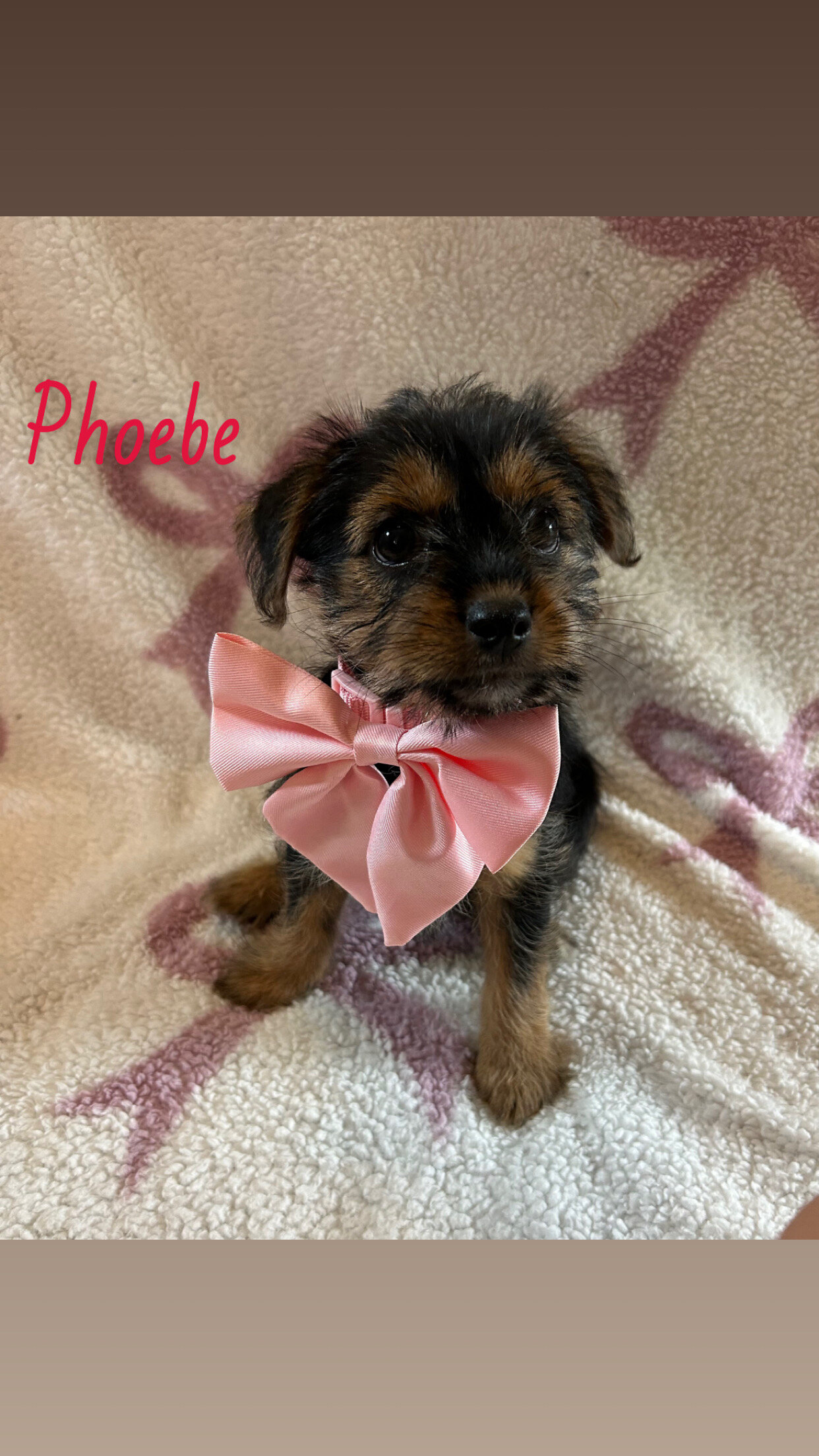 Shorkie female puppies image 5