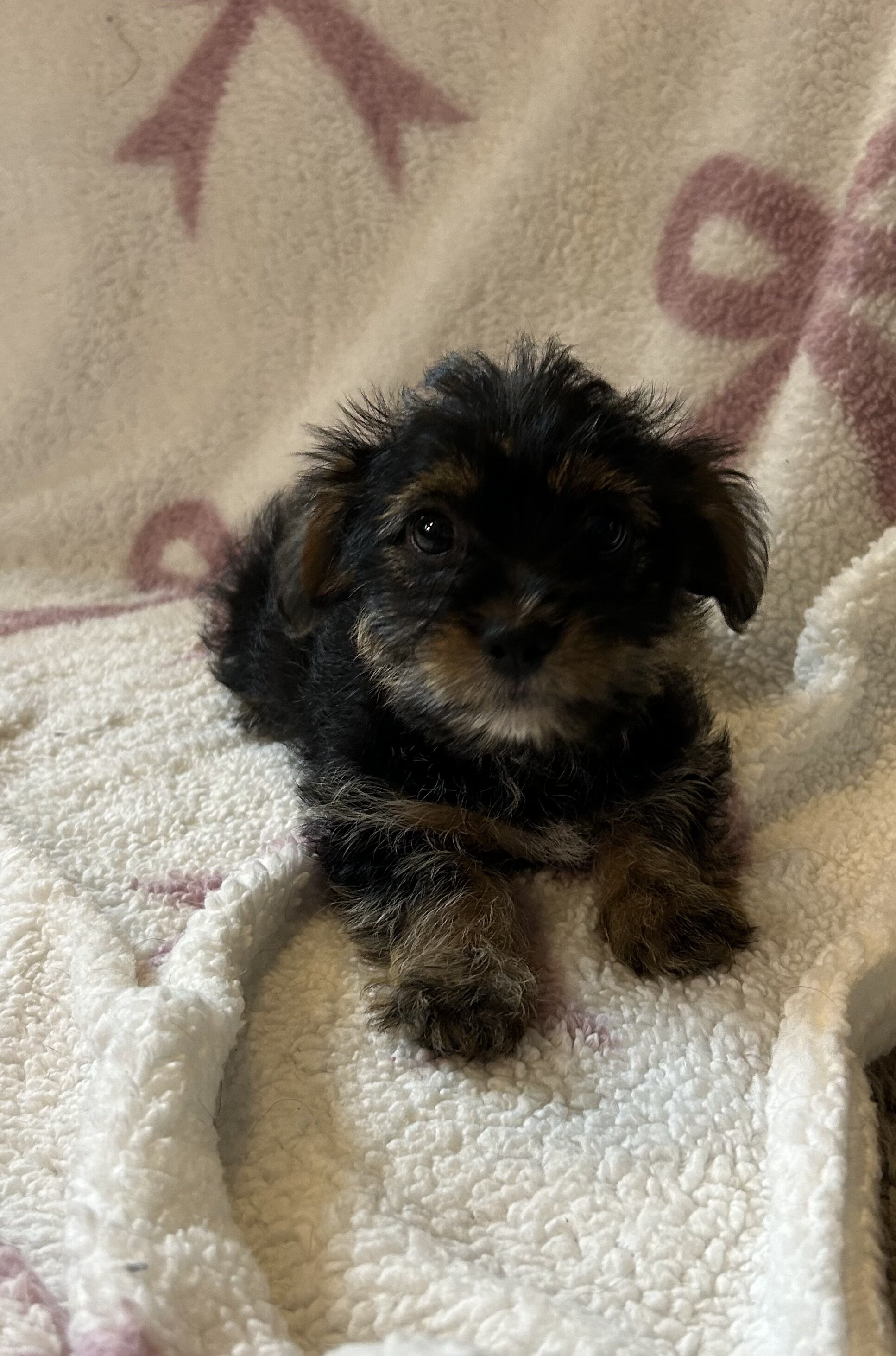 Shorkie female puppies image 4