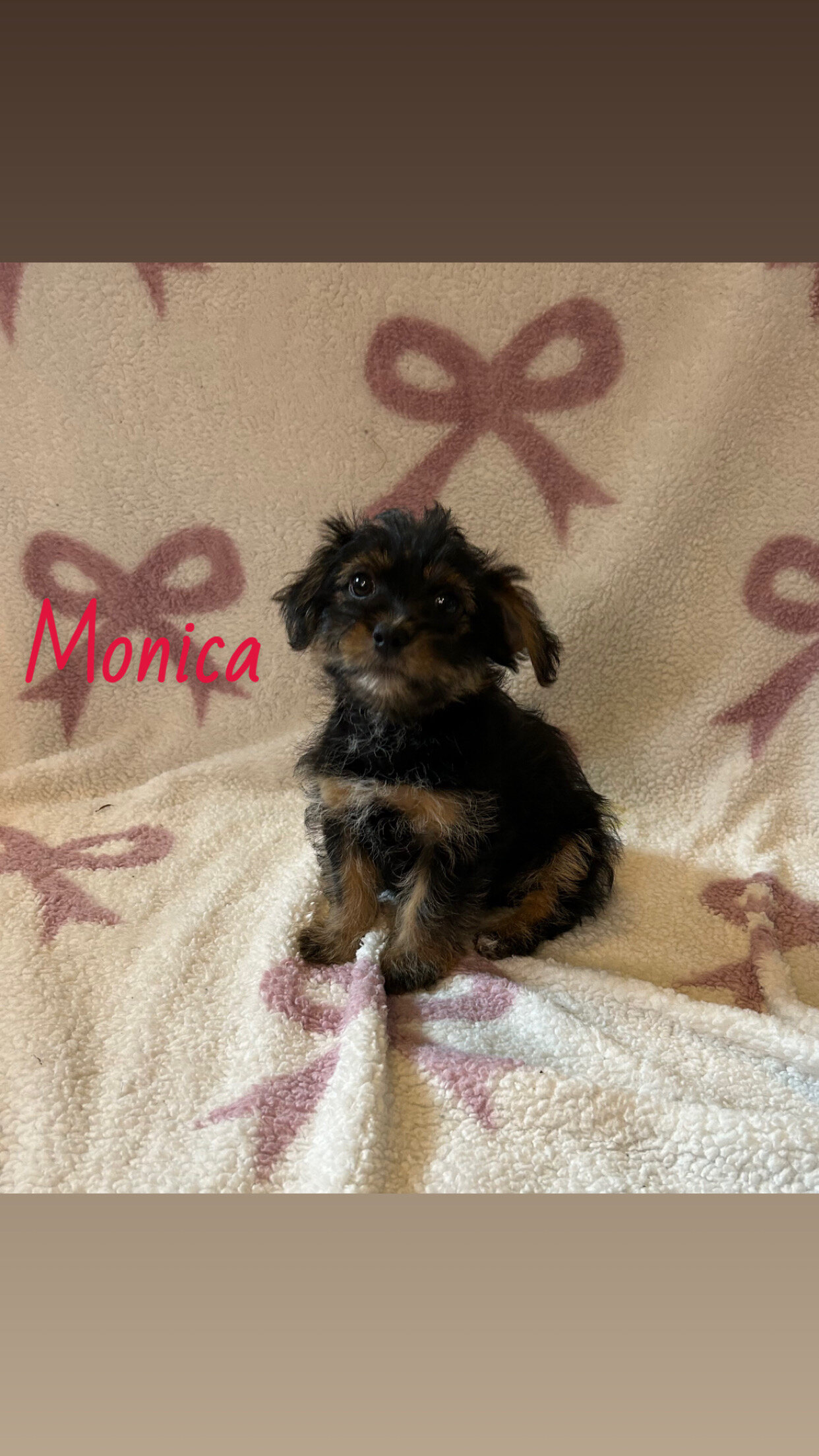 Shorkie female puppies image 3