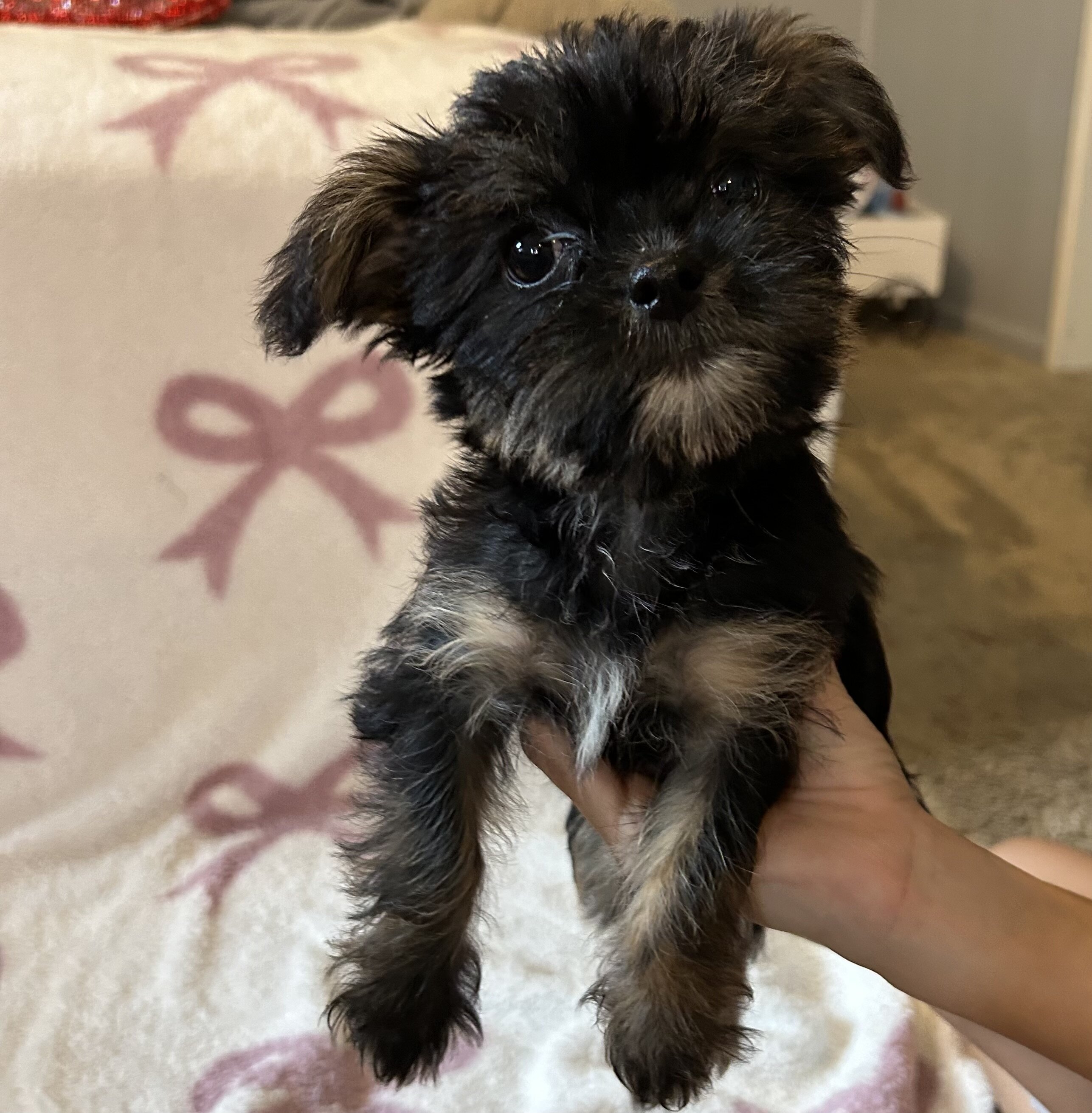 Shorkie female puppies image 1