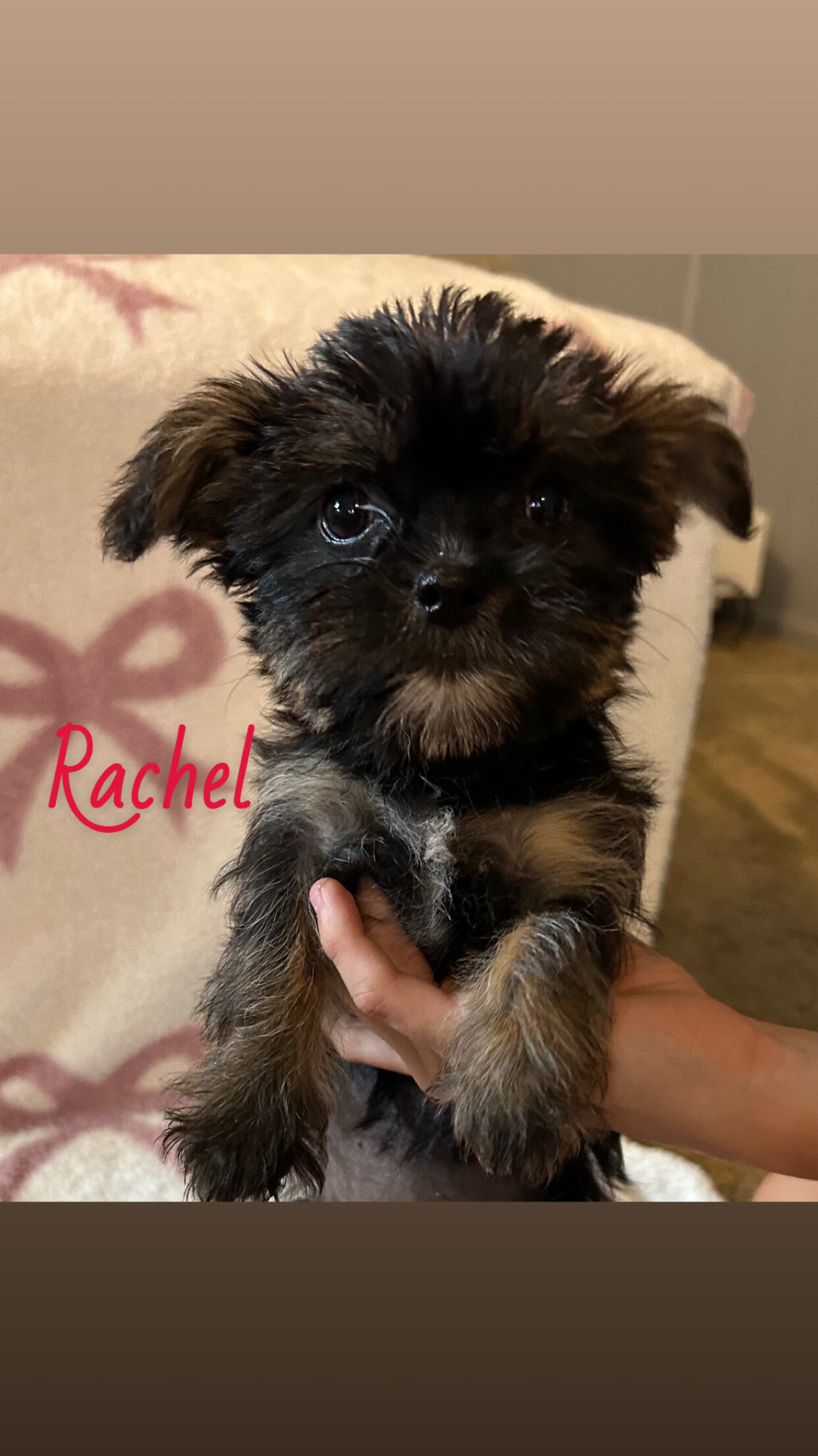Shorkie female puppies image 2