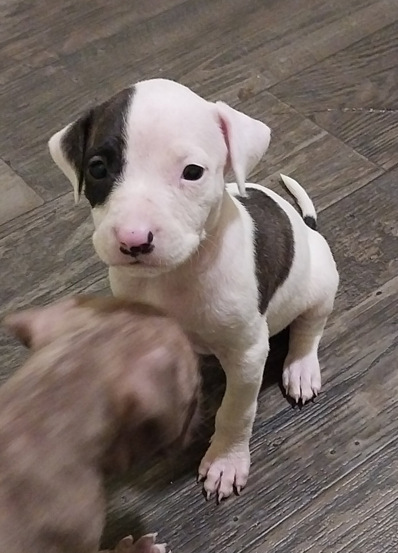 Male American Pit Bull Puppy image 1