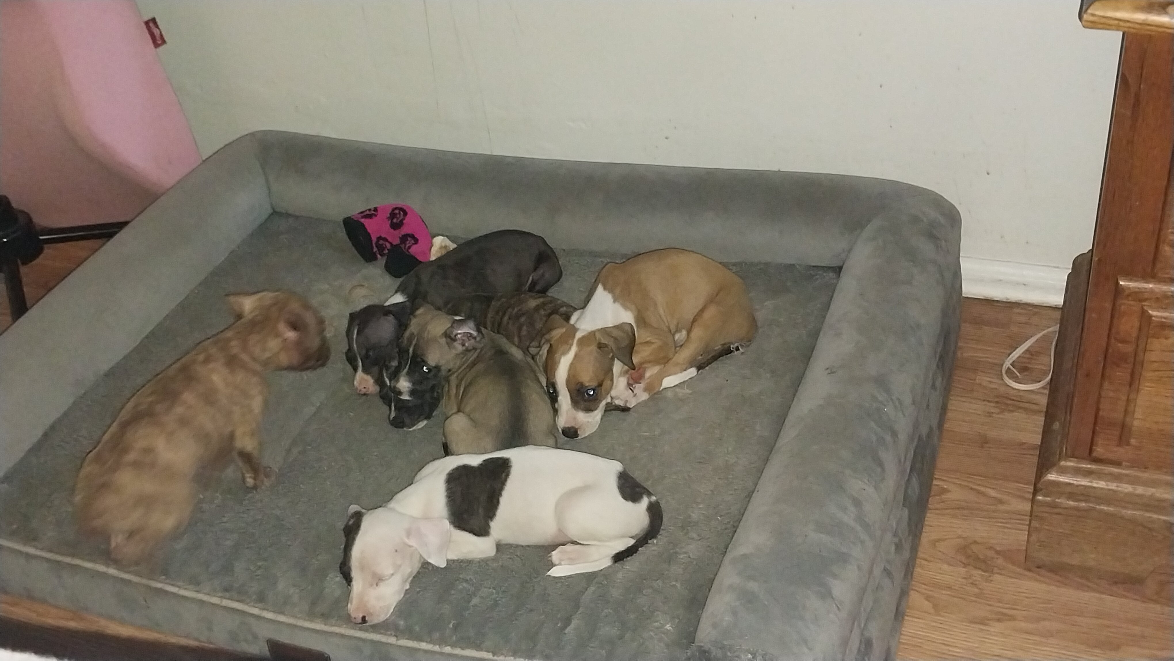 Male American Pit Bull Puppy image 4