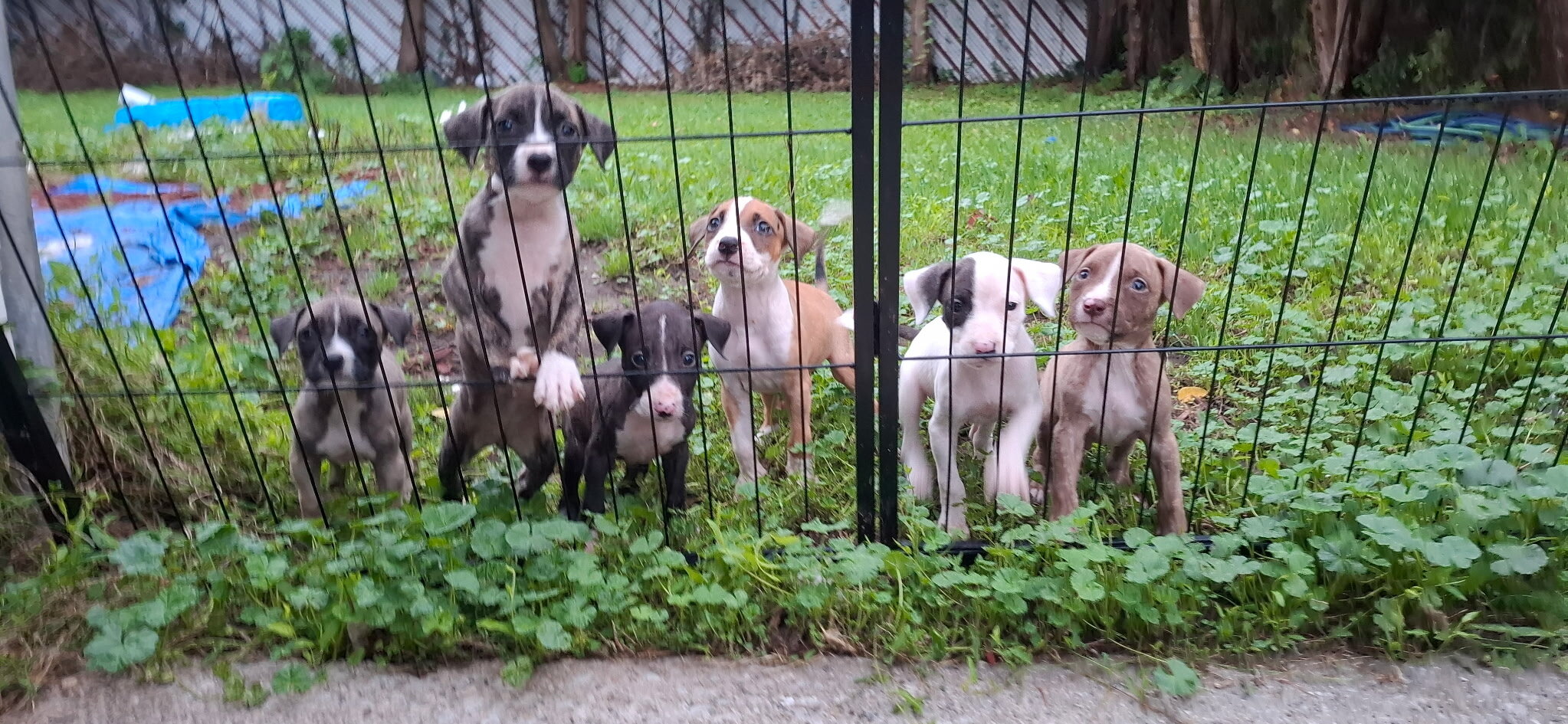 Male American Pit Bull Puppy image 3