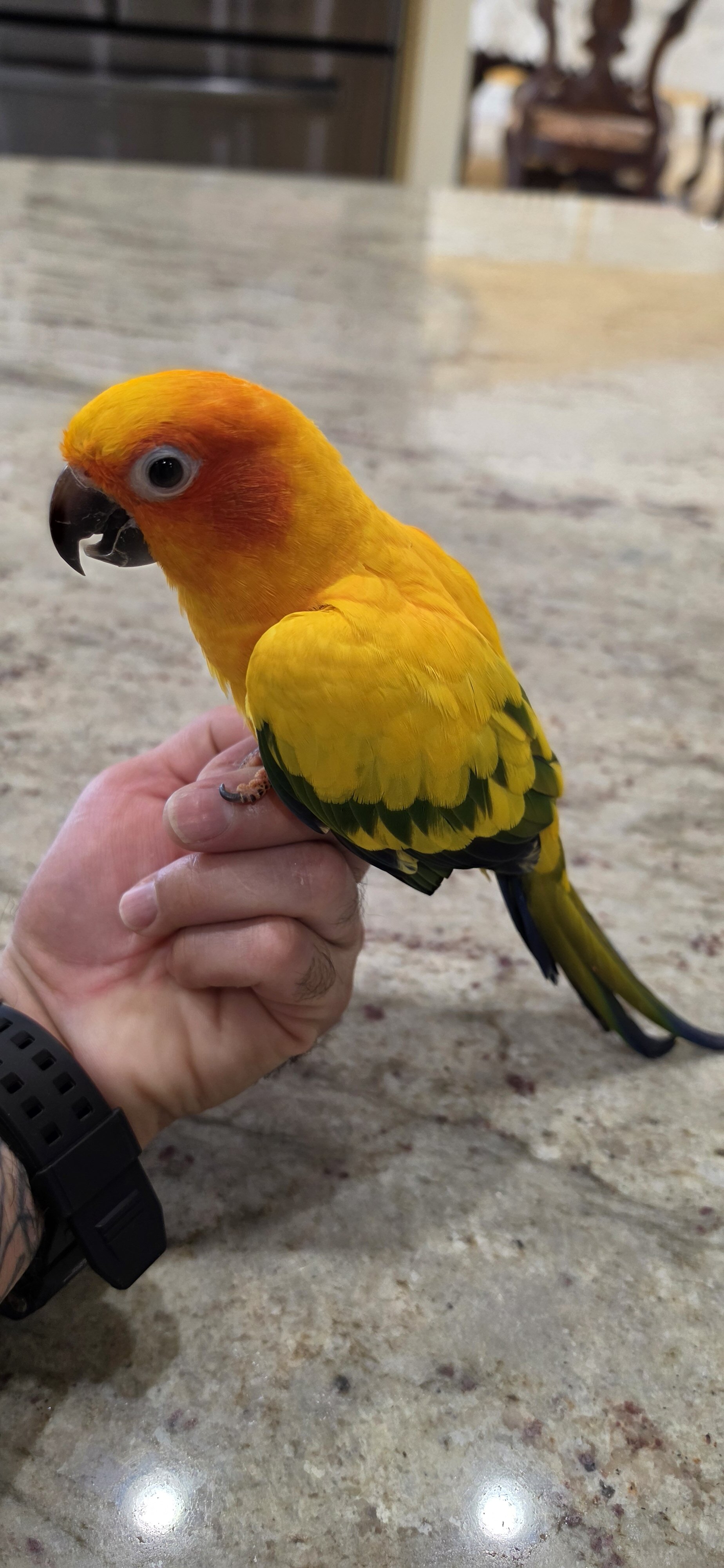 SunConures image 2