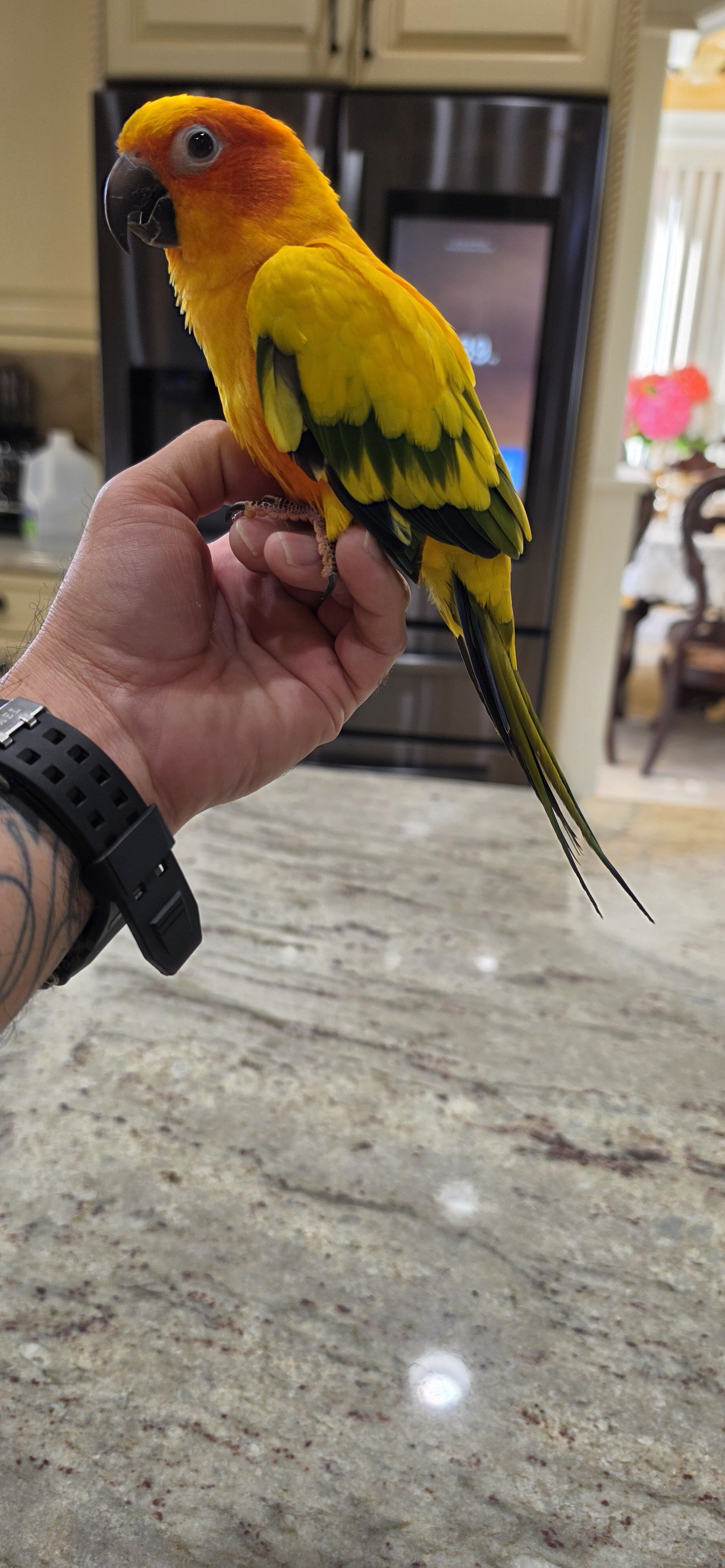 SunConures image 3