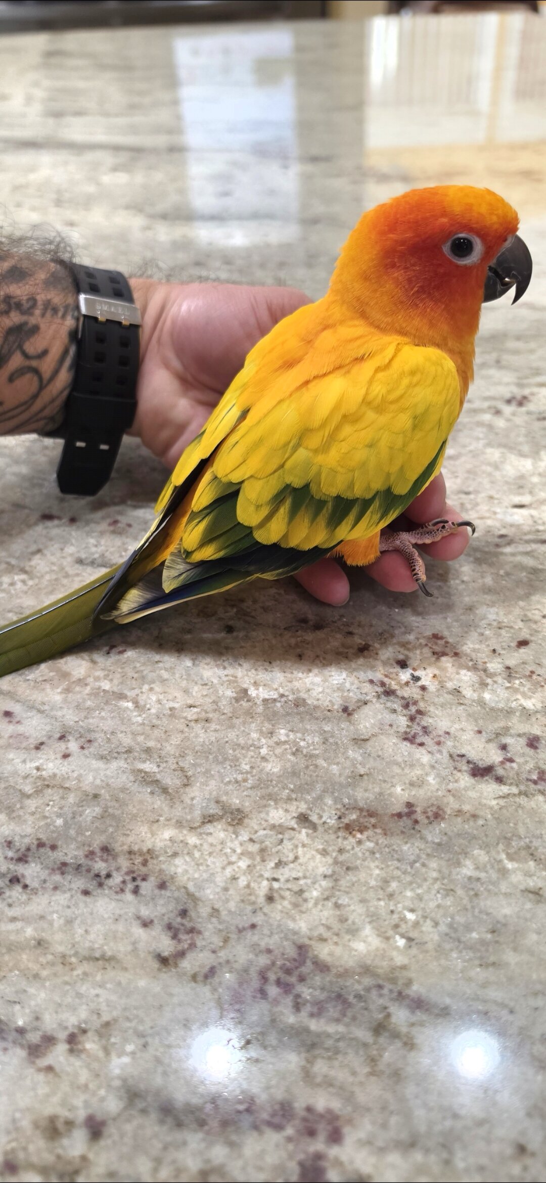 SunConures image 1